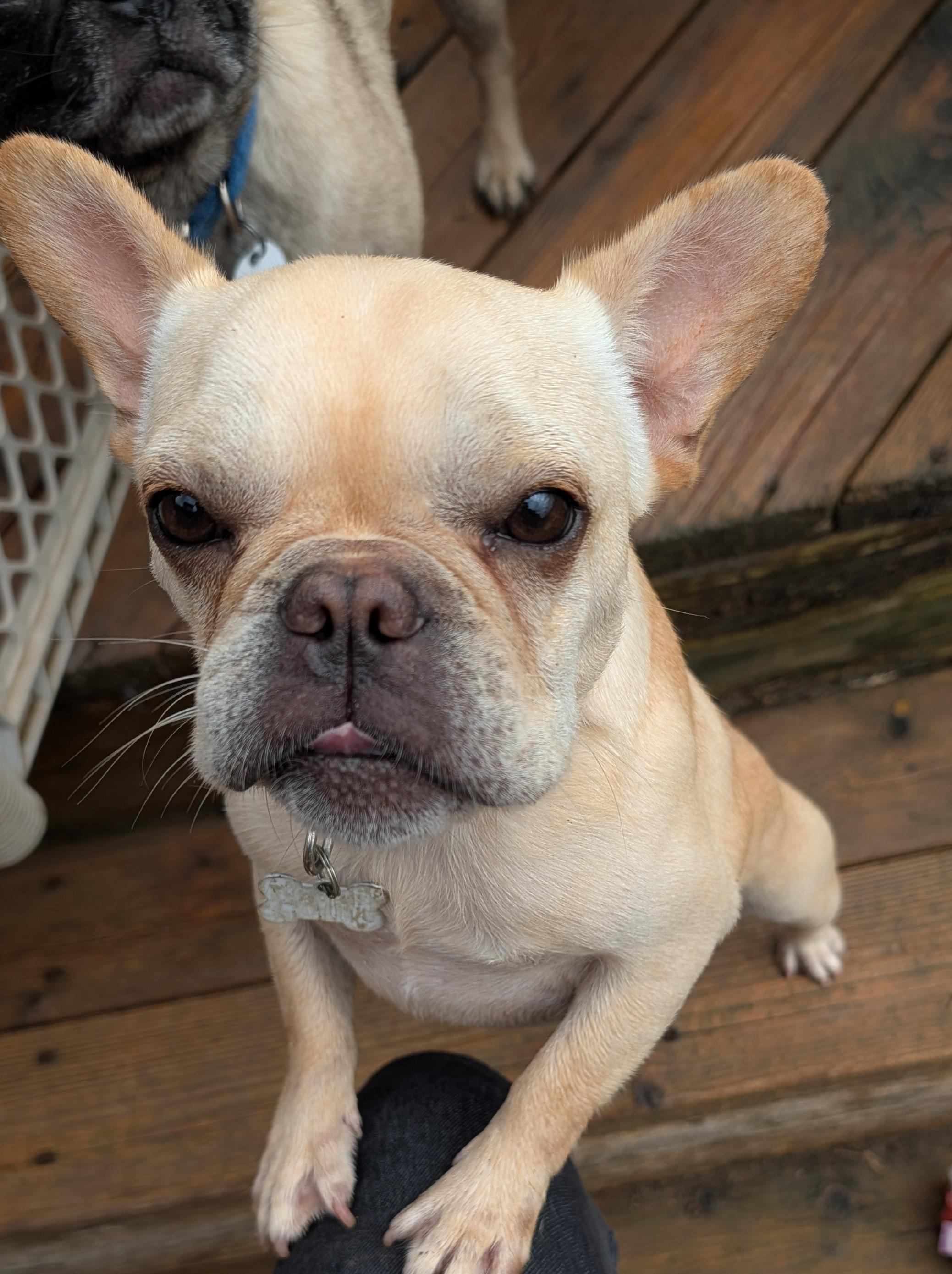 Nugget, adopted, Young Female French Bulldog.