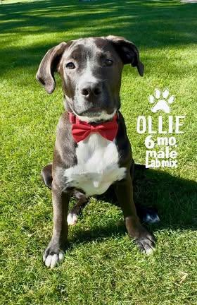 Ollie (was Edmund)