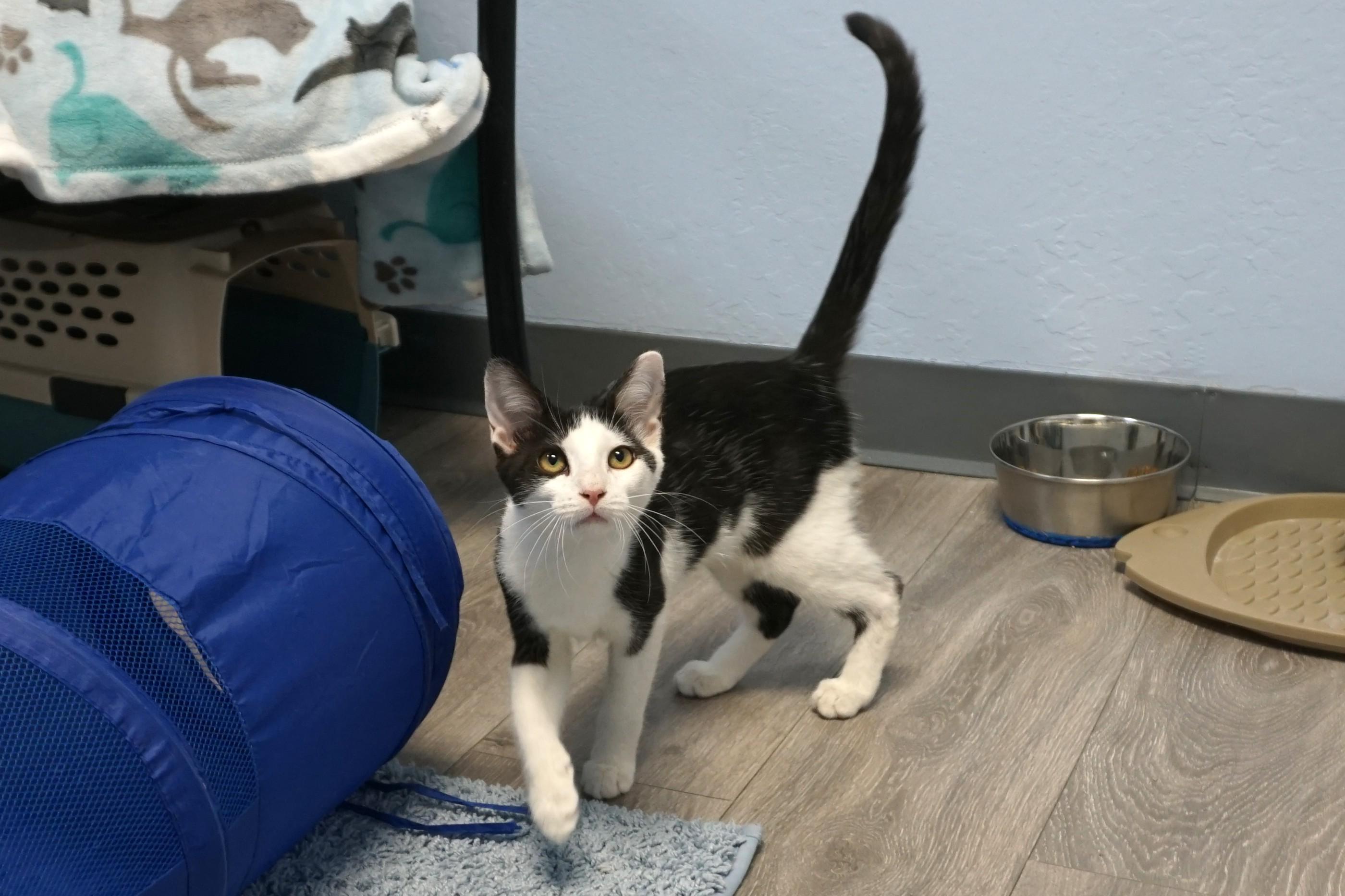 Caprice, a ADOPTABLE Domestic Short Hair in Fountain Hills, AZ image 4/5