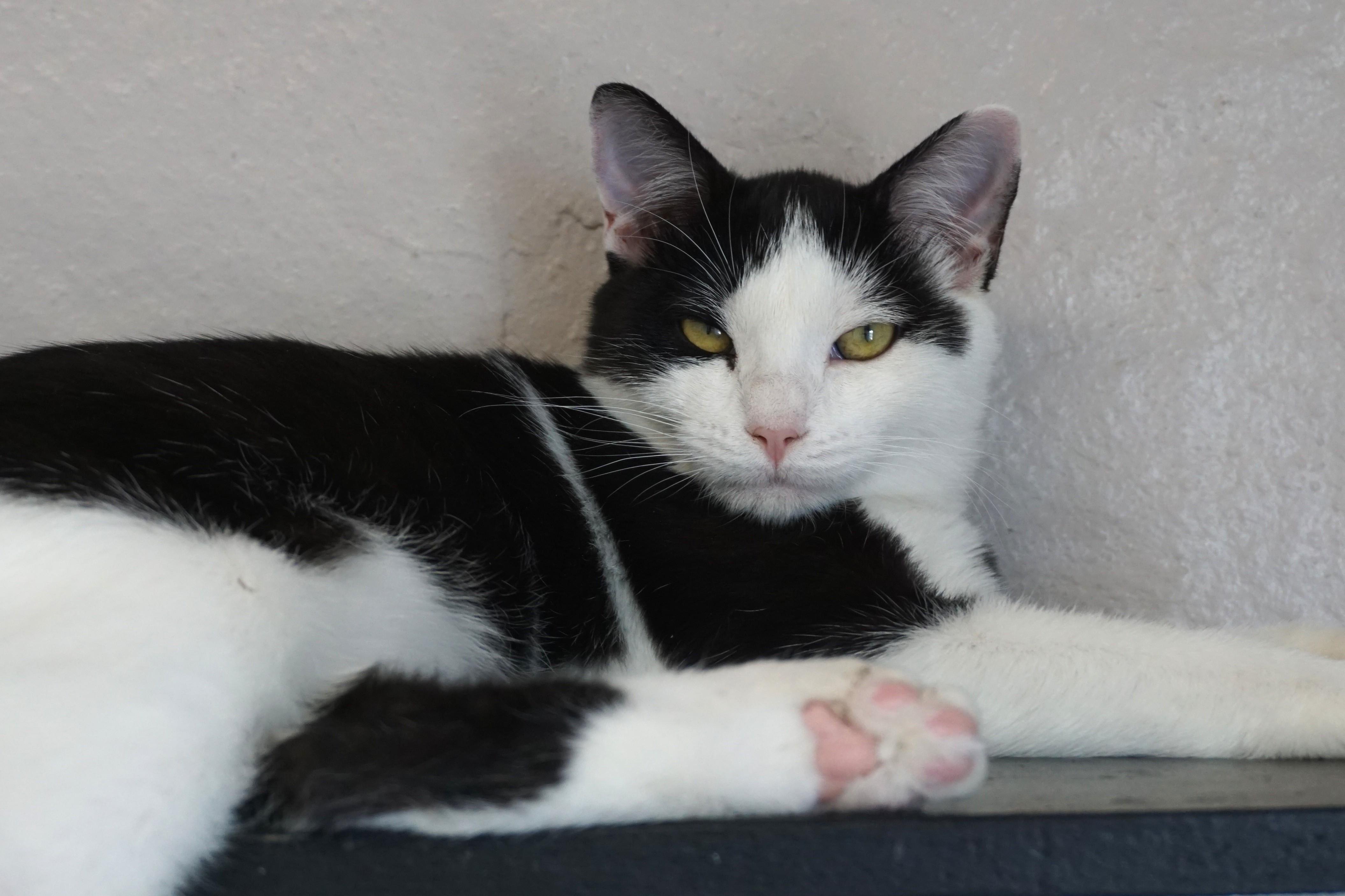 Caprice, Adoptable, Young Male Domestic Short Hair.