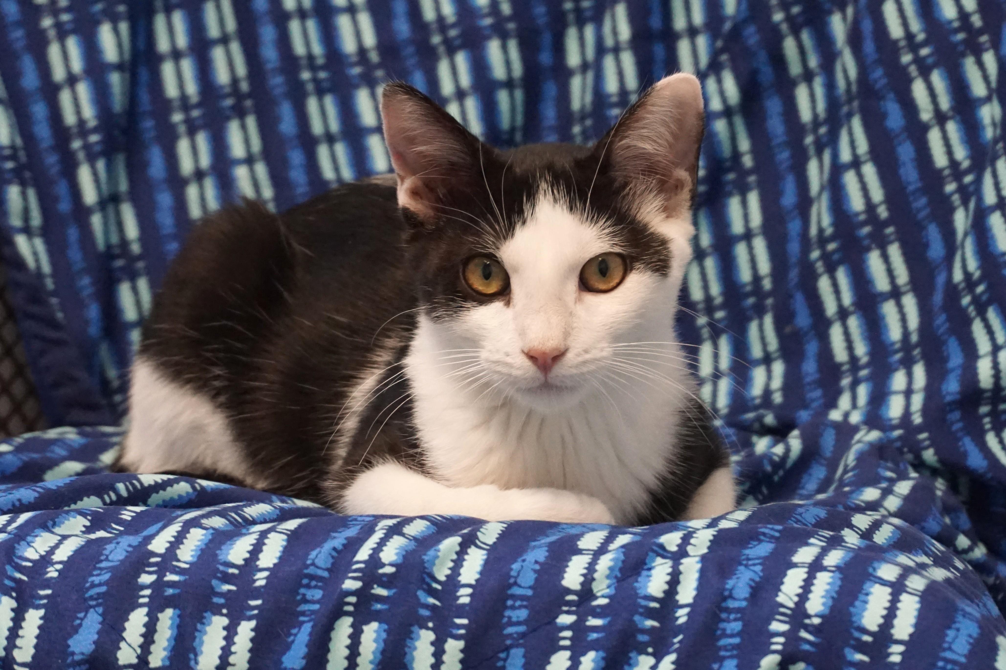 Caprice, a ADOPTABLE Domestic Short Hair in Fountain Hills, AZ image 2/5
