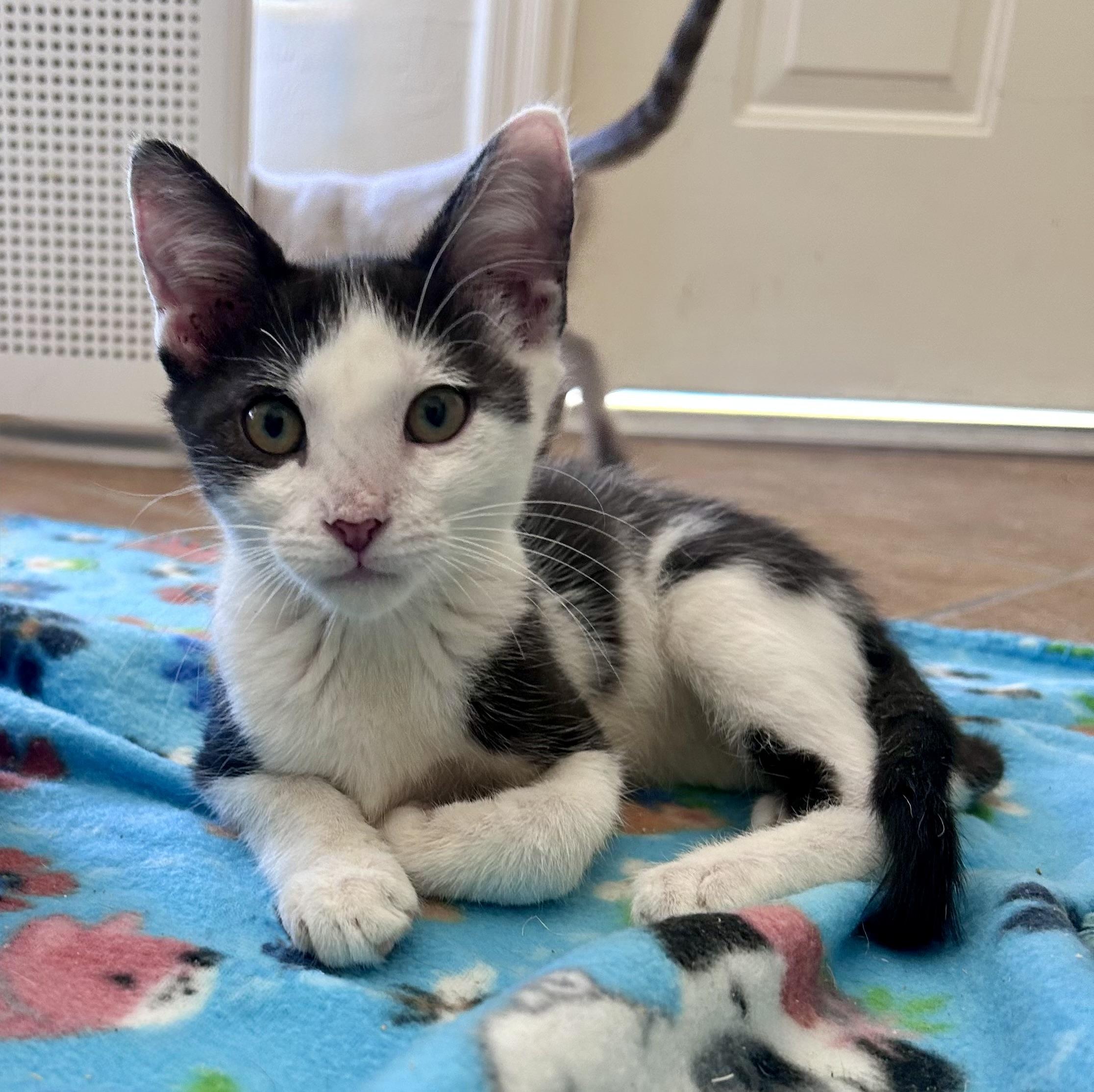 Caprice, a ADOPTABLE Domestic Short Hair in Fountain Hills, AZ image 2/2