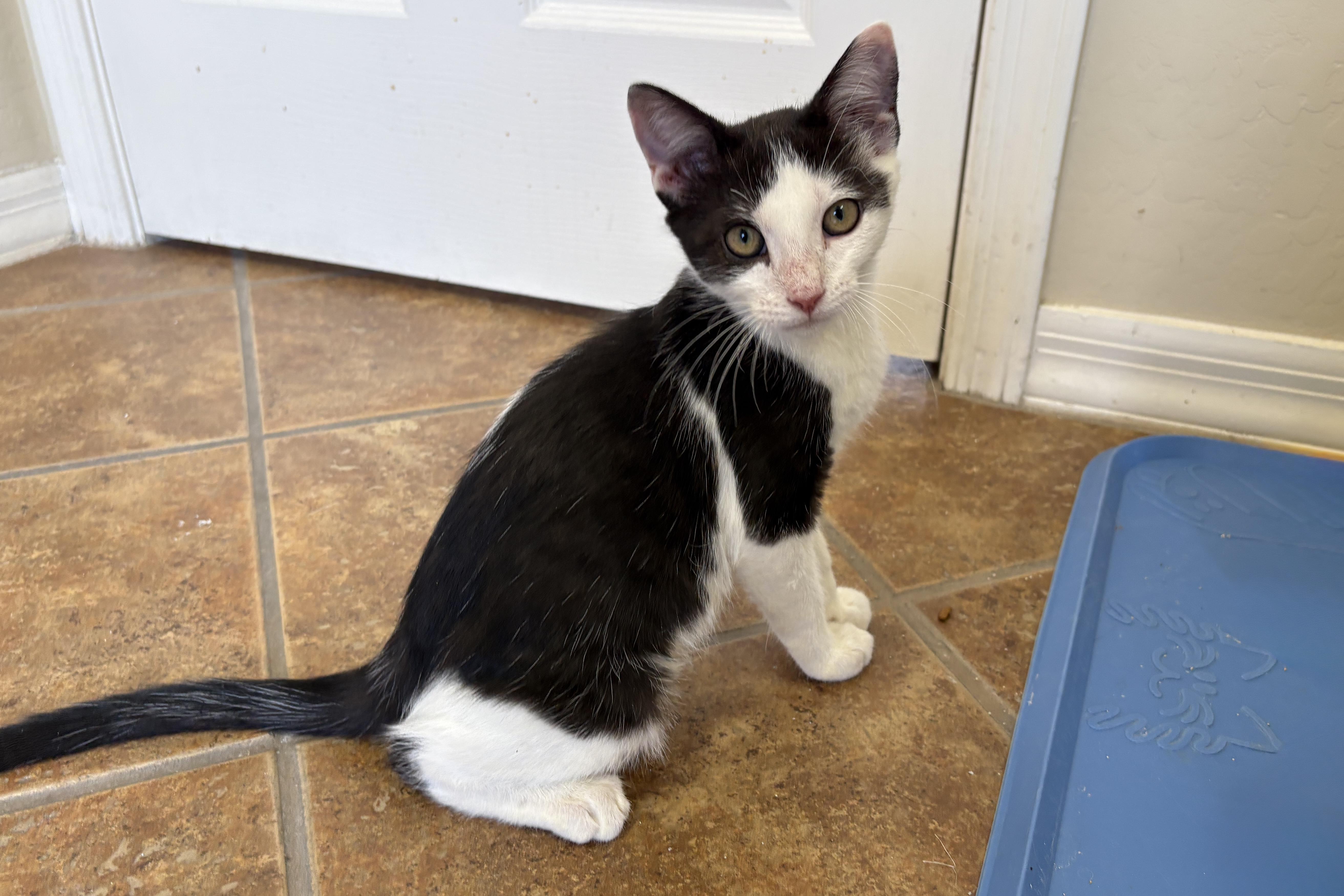 Caprice, ADOPTABLE, Kitten Male Domestic Short Hair.