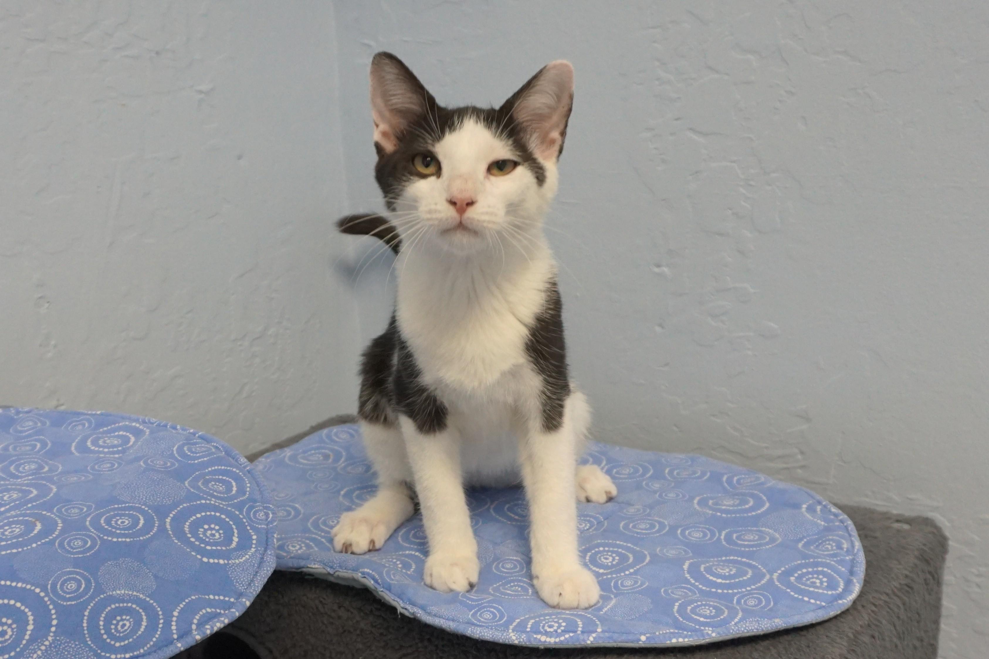 Caprice, a ADOPTABLE Domestic Short Hair in Fountain Hills, AZ image 5/5