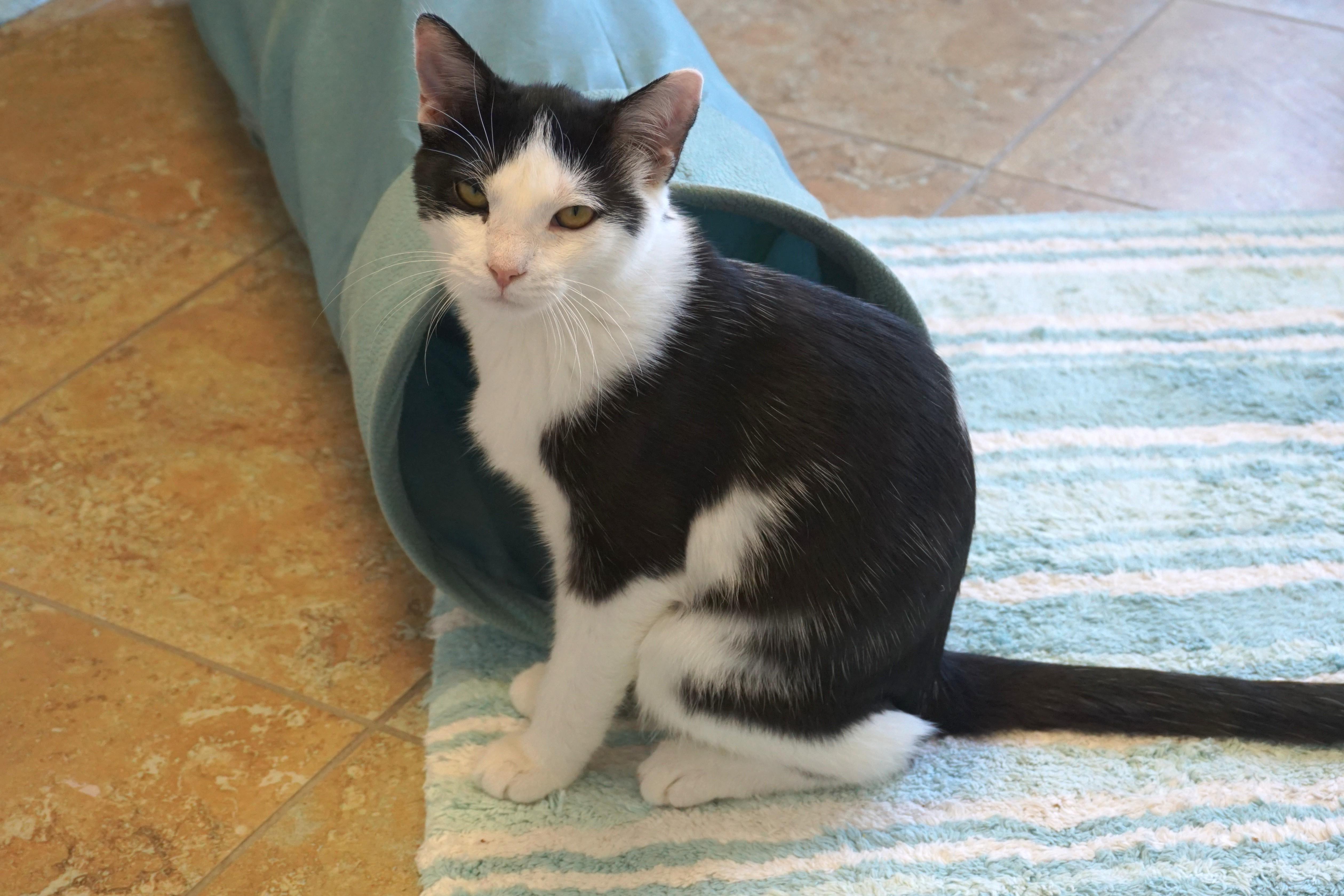 Caprice, ADOPTABLE, Kitten Male Domestic Short Hair.