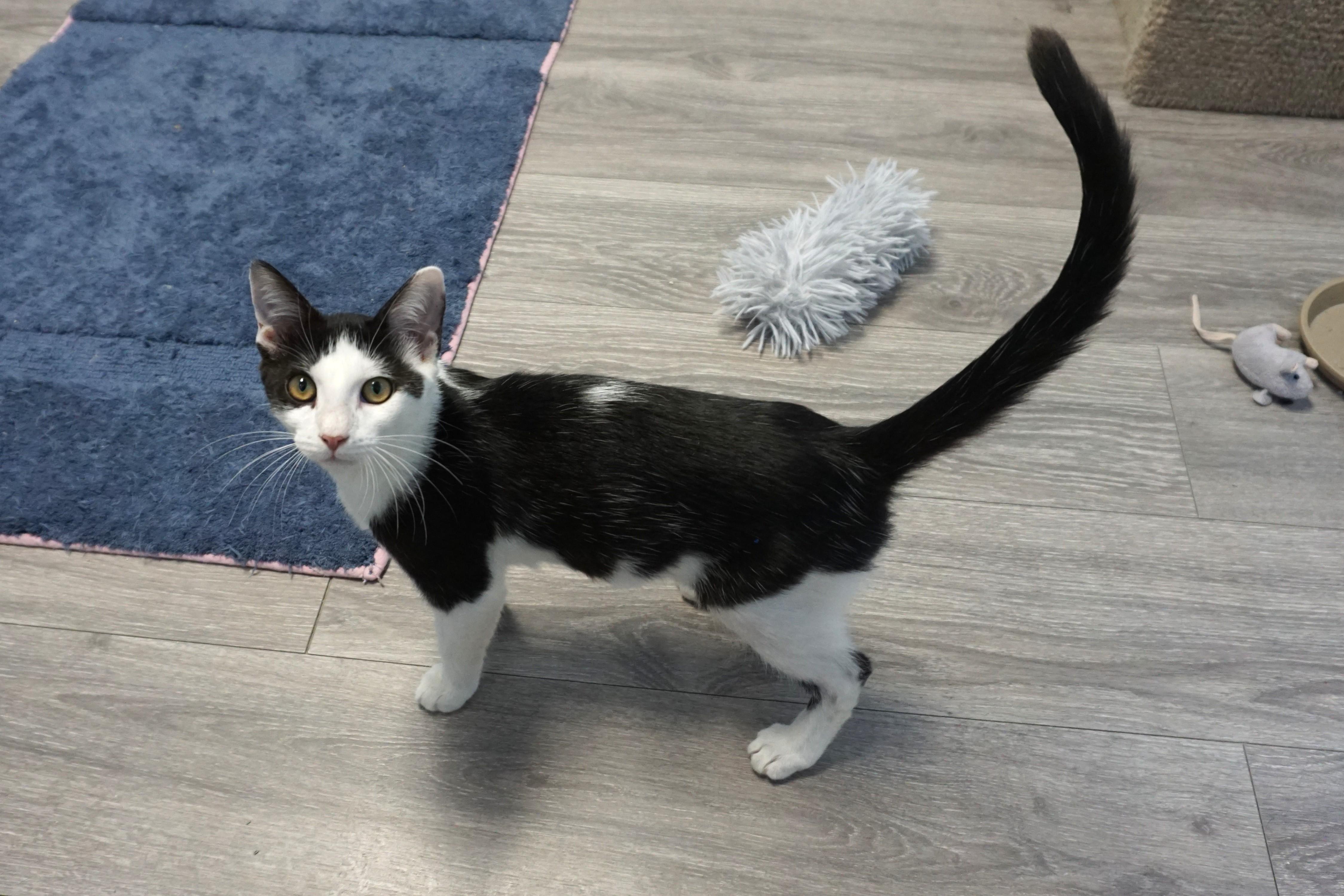 Caprice, a ADOPTABLE Domestic Short Hair in Fountain Hills, AZ image 3/5