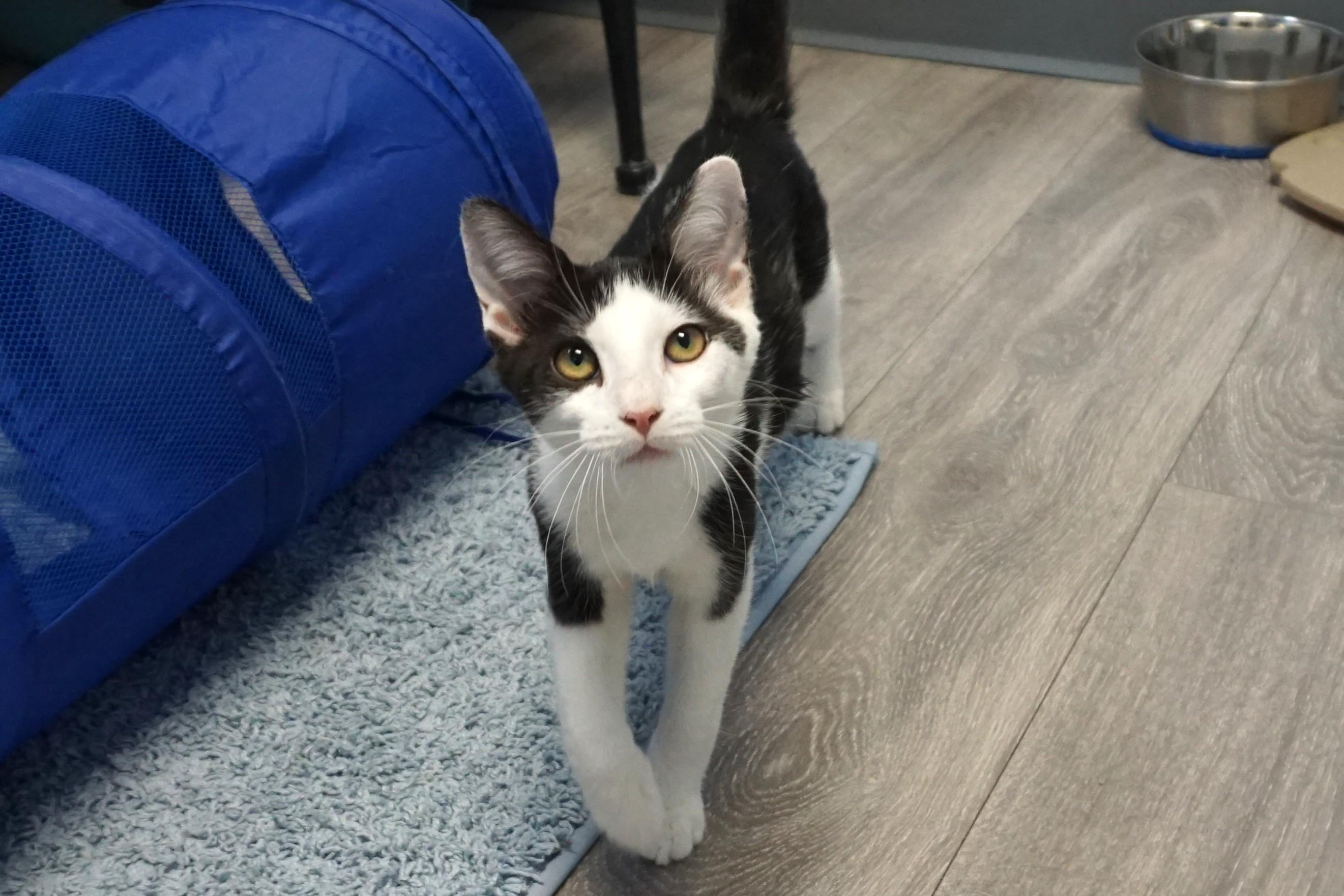 Caprice, a ADOPTABLE Domestic Short Hair in Fountain Hills, AZ image 1/5