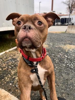 Cowboy, Adoptable, Adult Male Mixed Breed & Mixed Breed.
