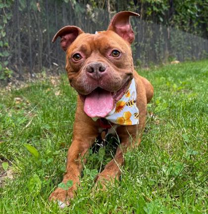 Cowboy, a Adoptable Mixed Breed in Washington, DC image 3/3