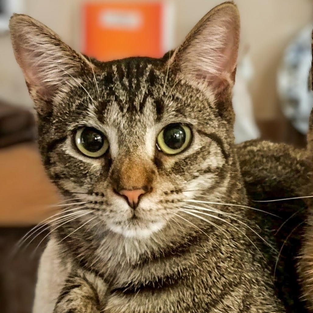 Biff, Adoptable, Senior Female Domestic Short Hair.