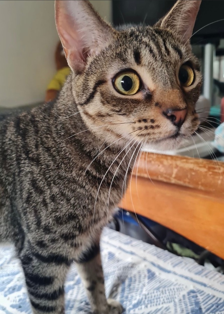 Zippidy INDOOR ONLY , Adoptable, Young Male Domestic Short Hair.