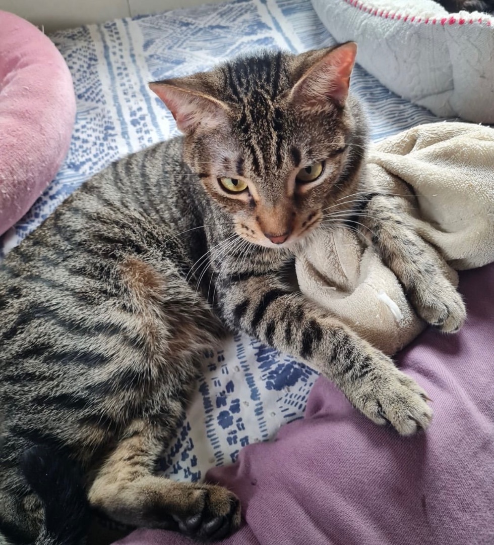 Zippidy INDOOR ONLY — thumbnail 2