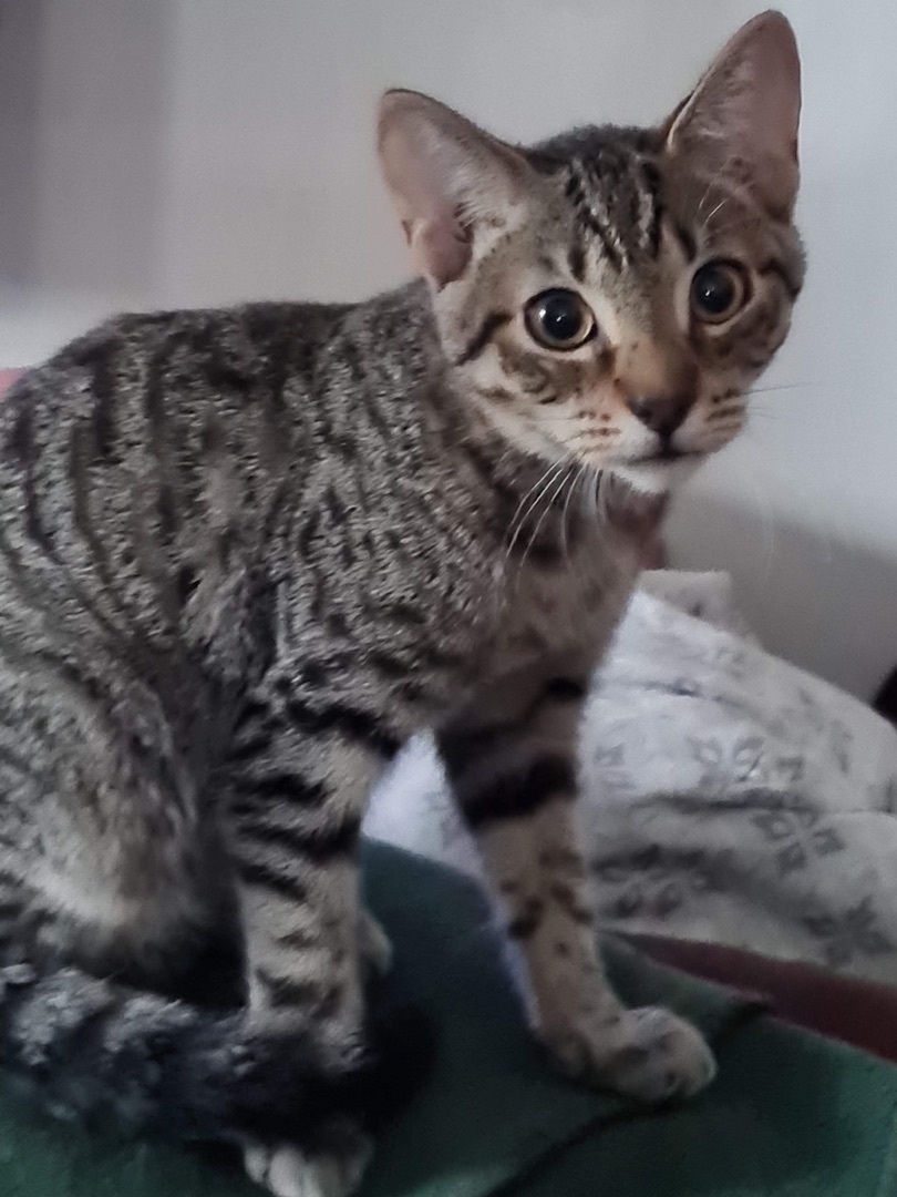 Zippidy INDOOR ONLY — thumbnail 3