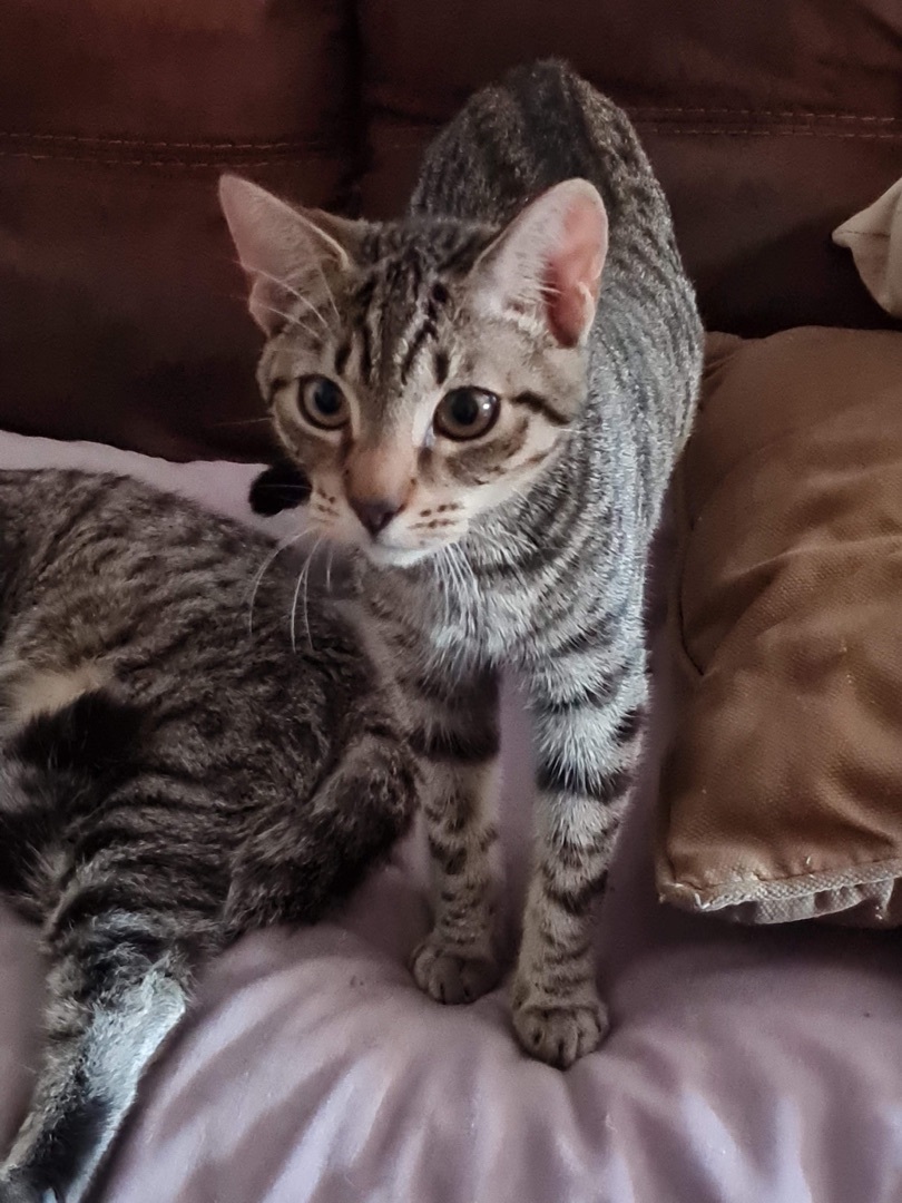 Zippidy INDOOR ONLY , a Adoptable mixed breed in Stockton, CA image 4/12