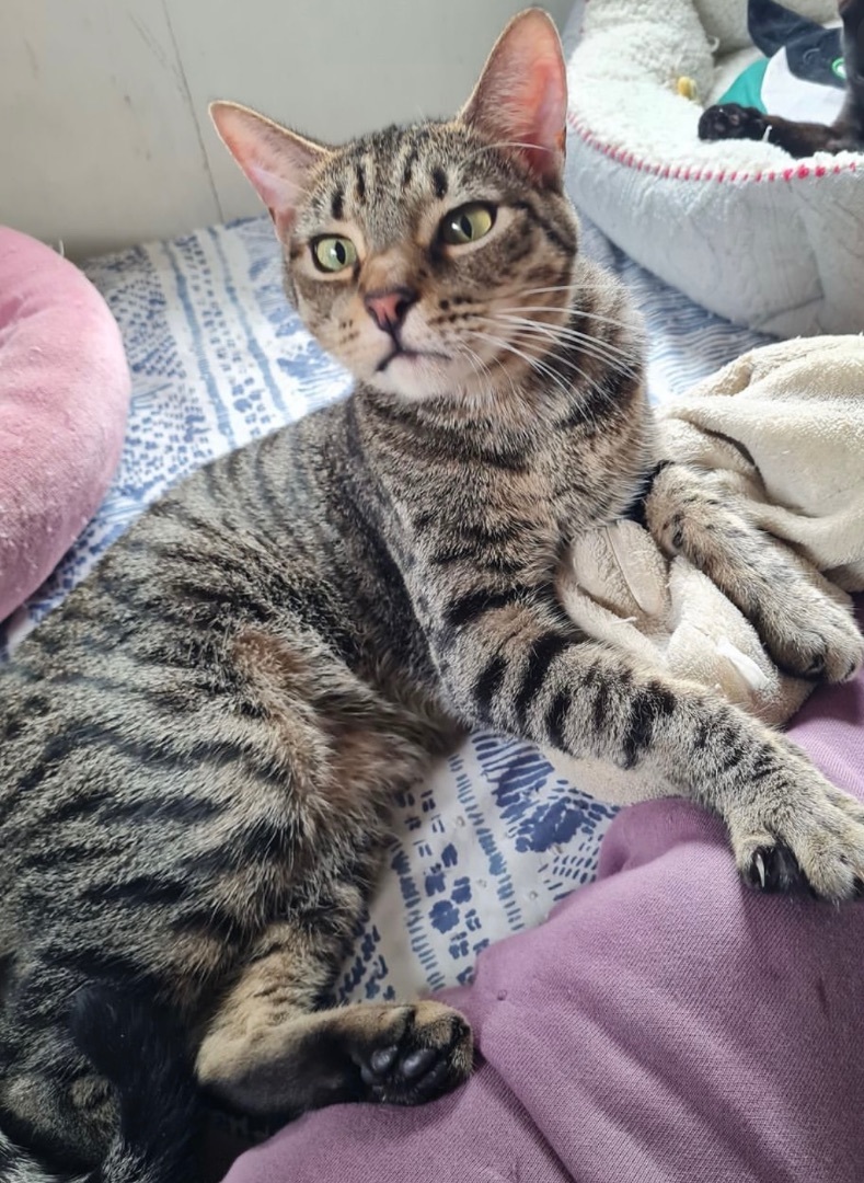 Zippidy INDOOR ONLY — thumbnail 5