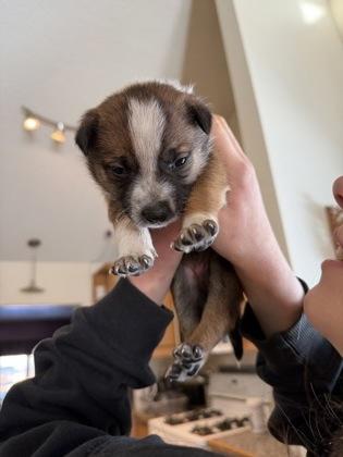 Enlarge Chryssa, a Adoptable mixed breed in Klamath Falls, OR image 1/1