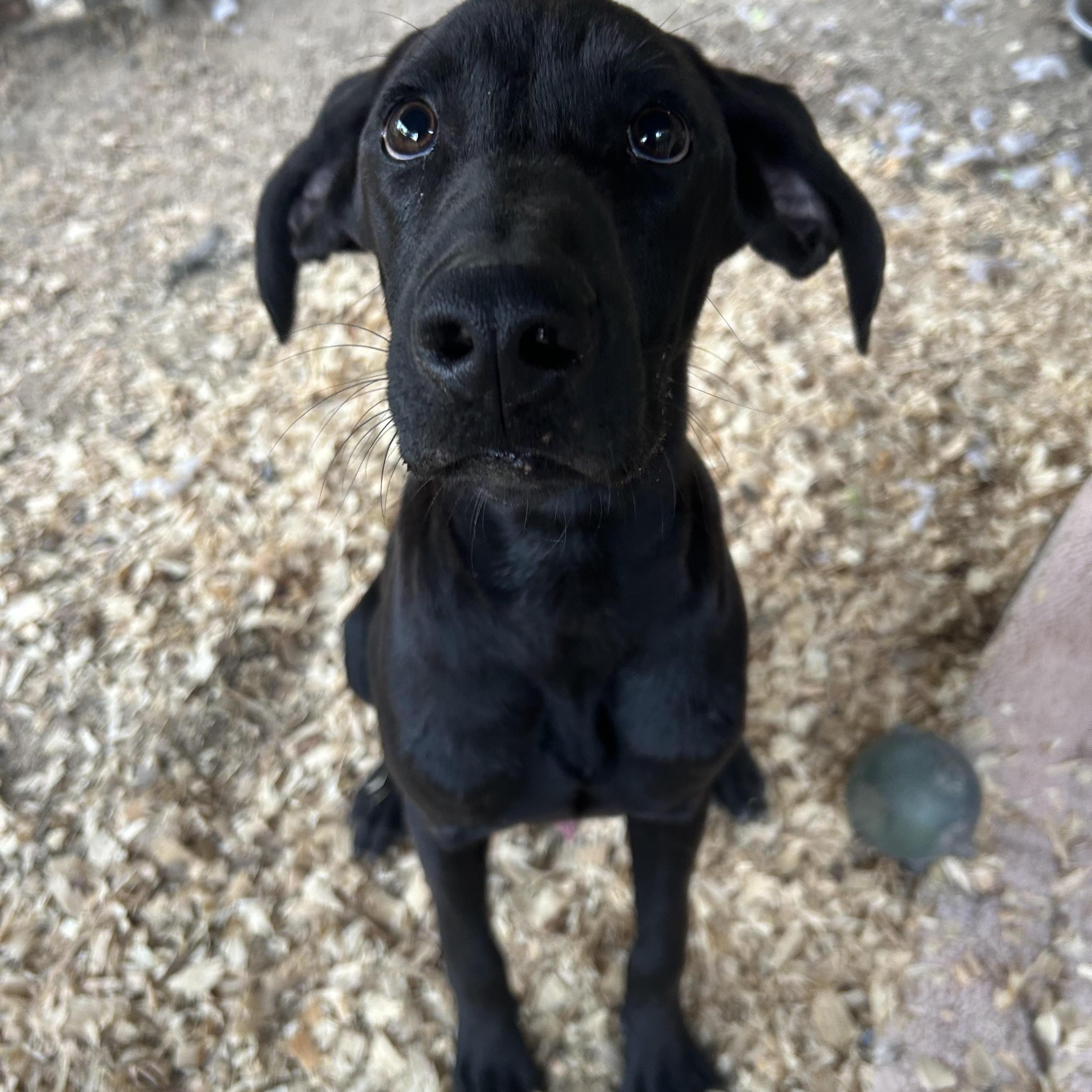 KC, Adoptable, Young Male Black Labrador Retriever.