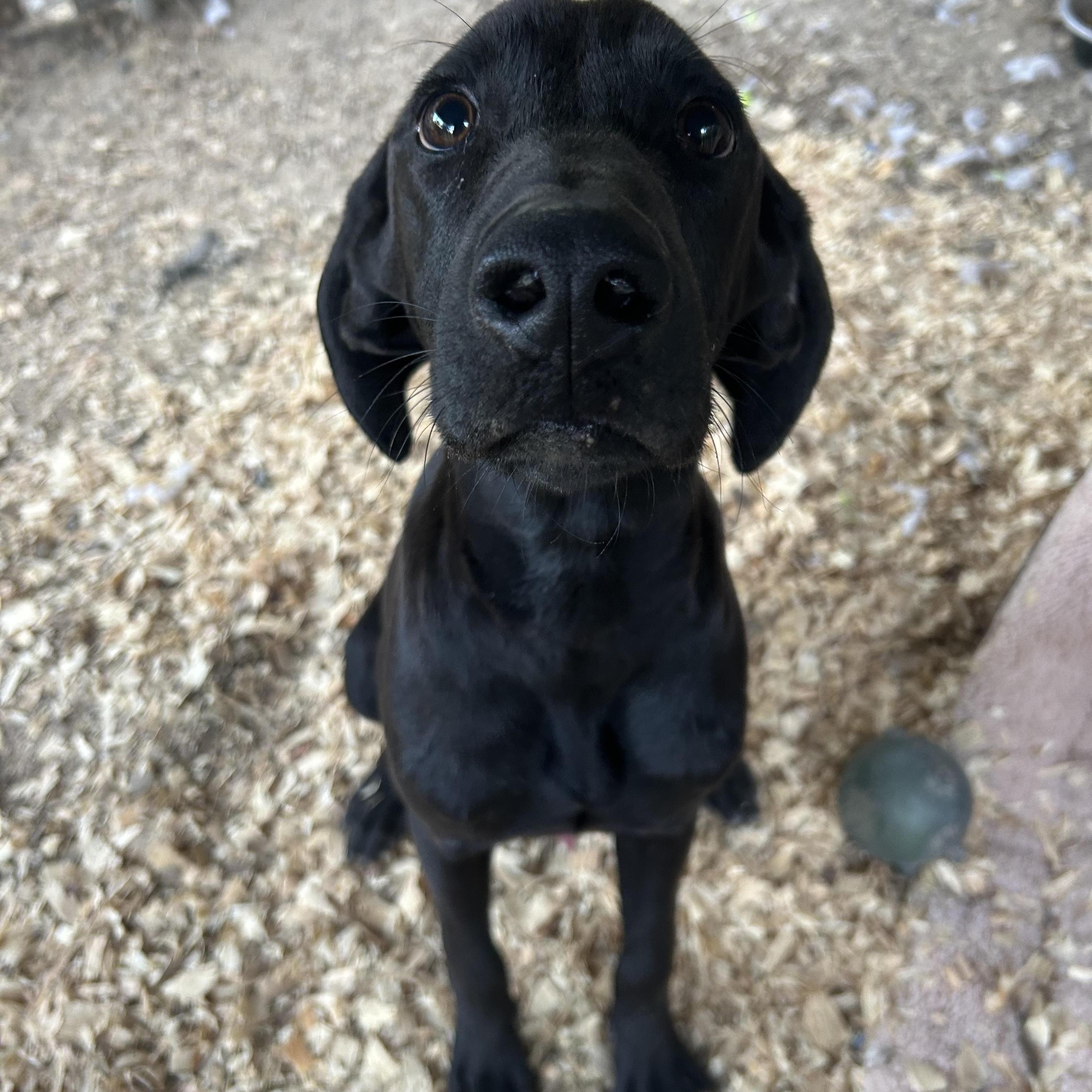 Enlarge KC, a Adoptable Black Labrador Retriever in Pine Bluff, AR image 2/2