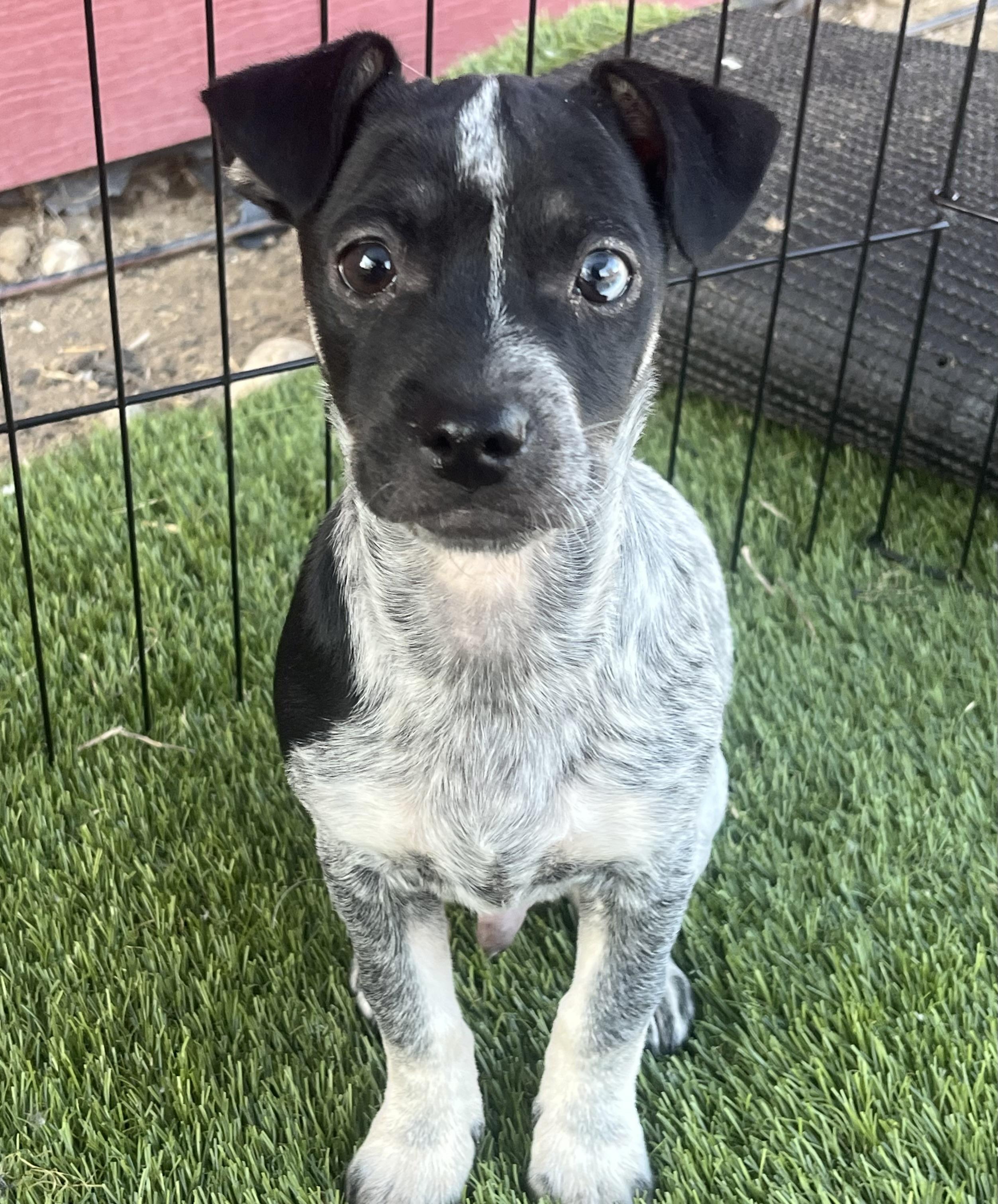 Cruz, Adoptable, Puppy Male German Shorthaired Pointer.