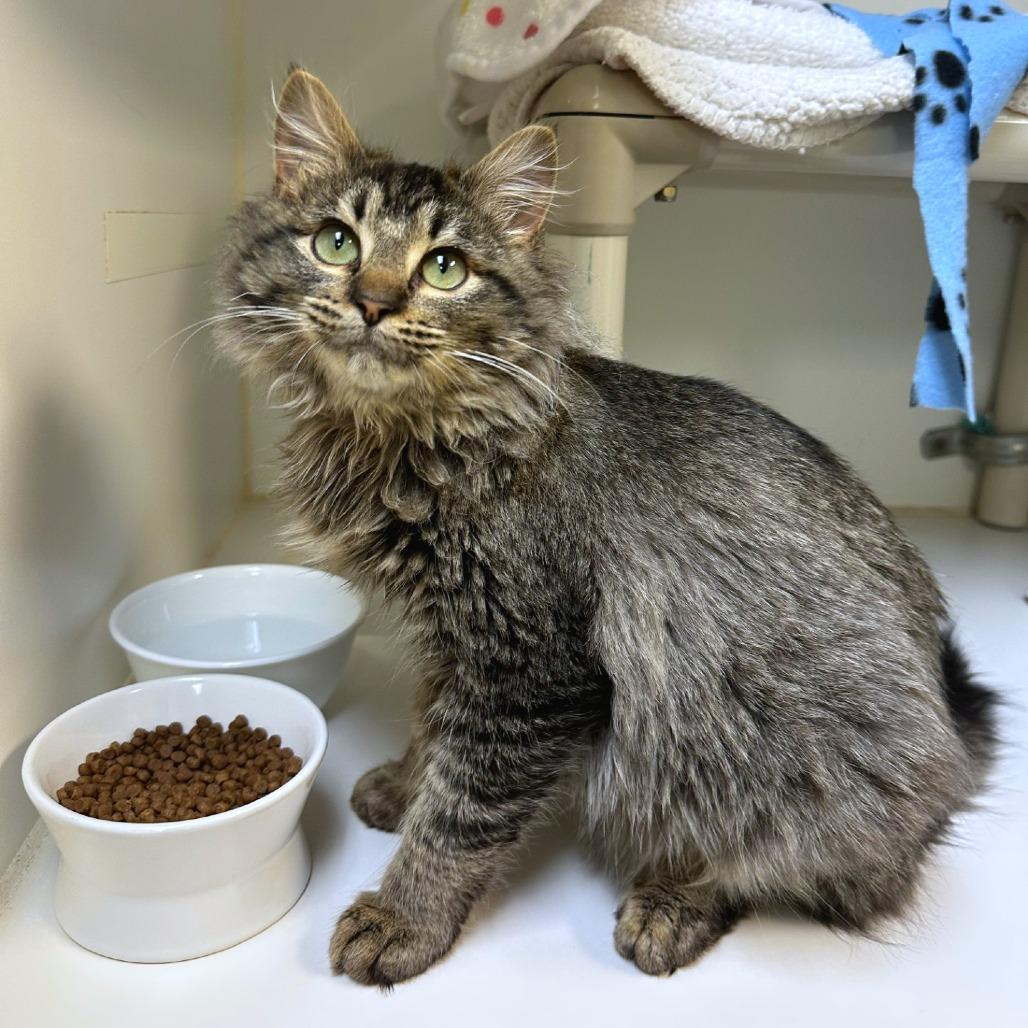 Prince, Adoptable, Kitten Male Domestic Medium Hair.