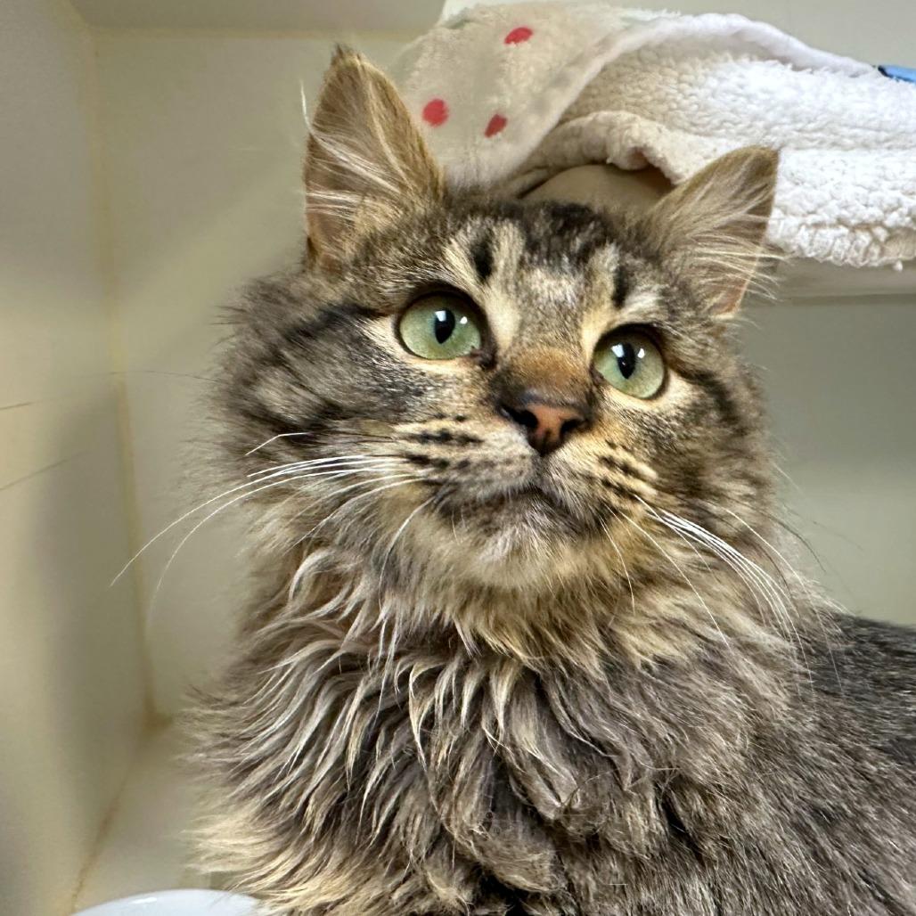 Enlarge Prince, a Adoptable mixed breed in Woodinville, WA image 3/5