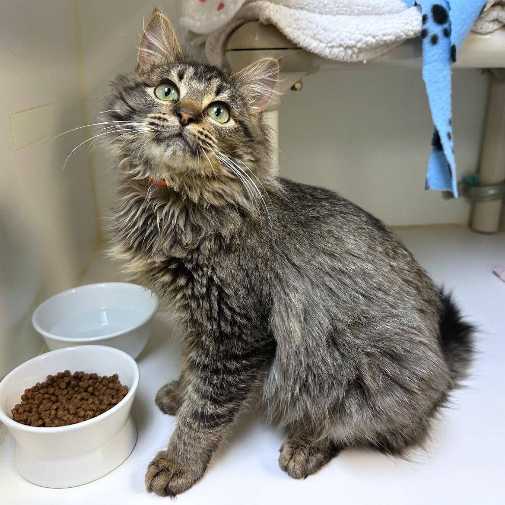 Enlarge Prince, a Adoptable mixed breed in Woodinville, WA image 4/5