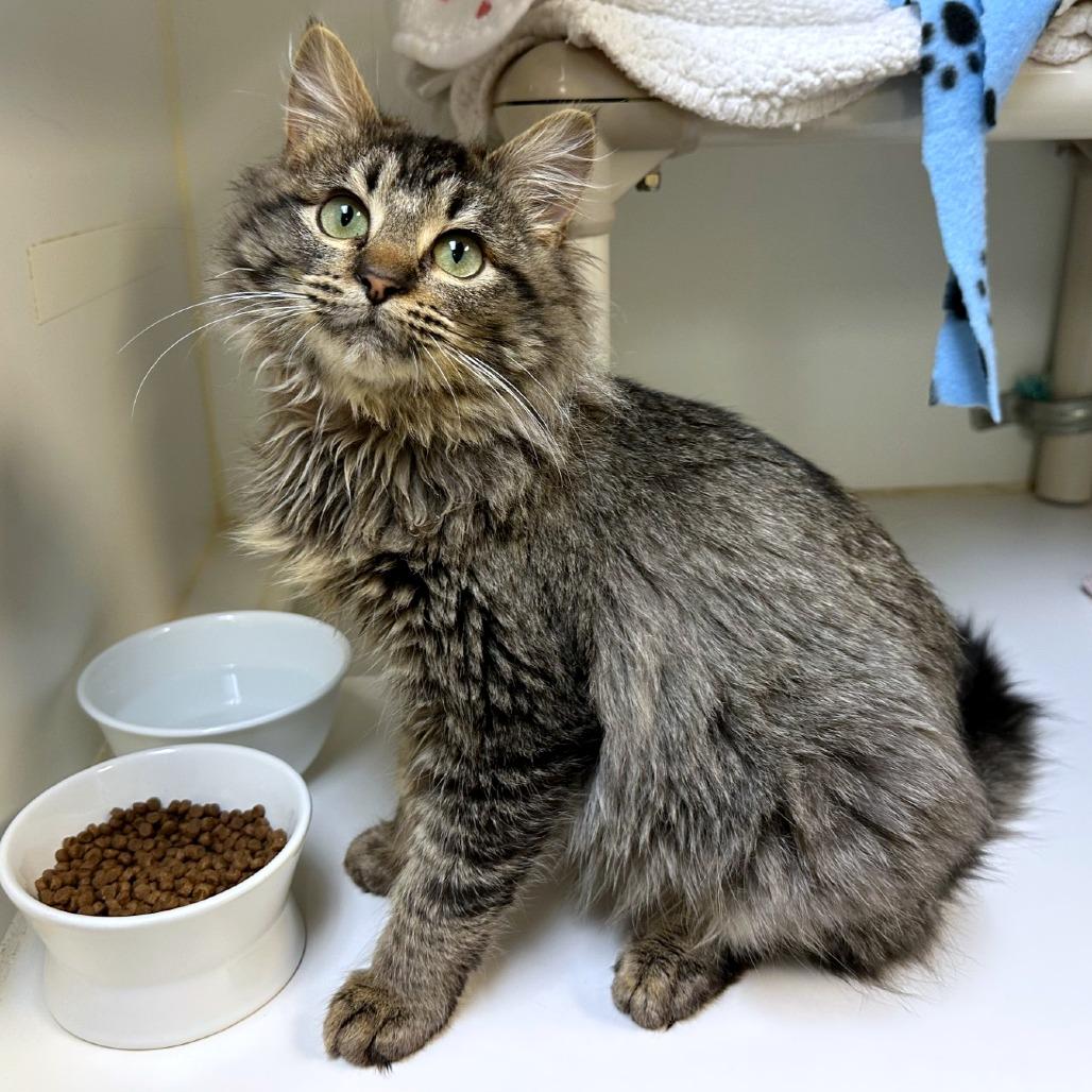 Enlarge Prince, a Adoptable mixed breed in Woodinville, WA image 5/5