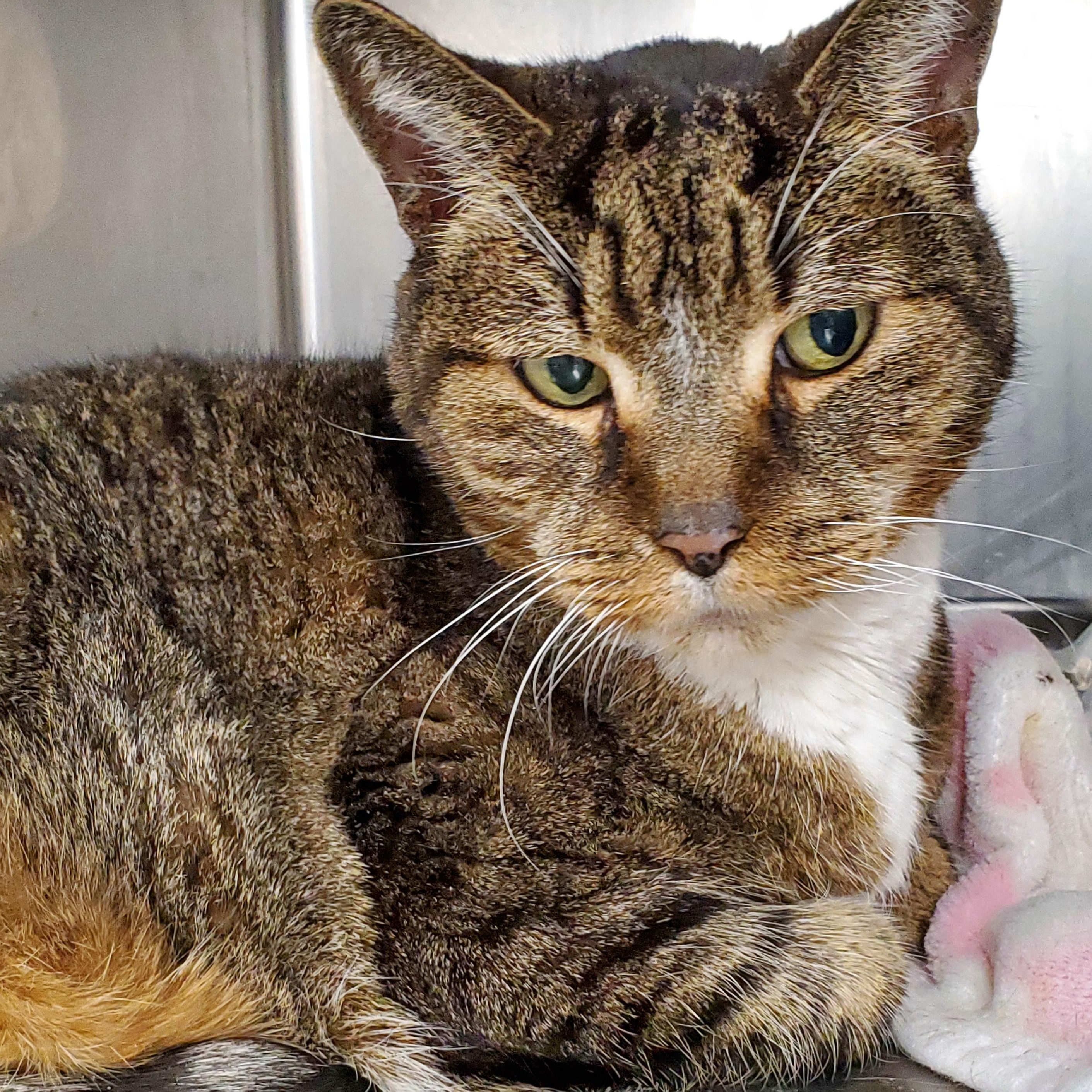 Enlarge Botika, a Adoptable Domestic Short Hair in Jersey city, NJ image 1/1