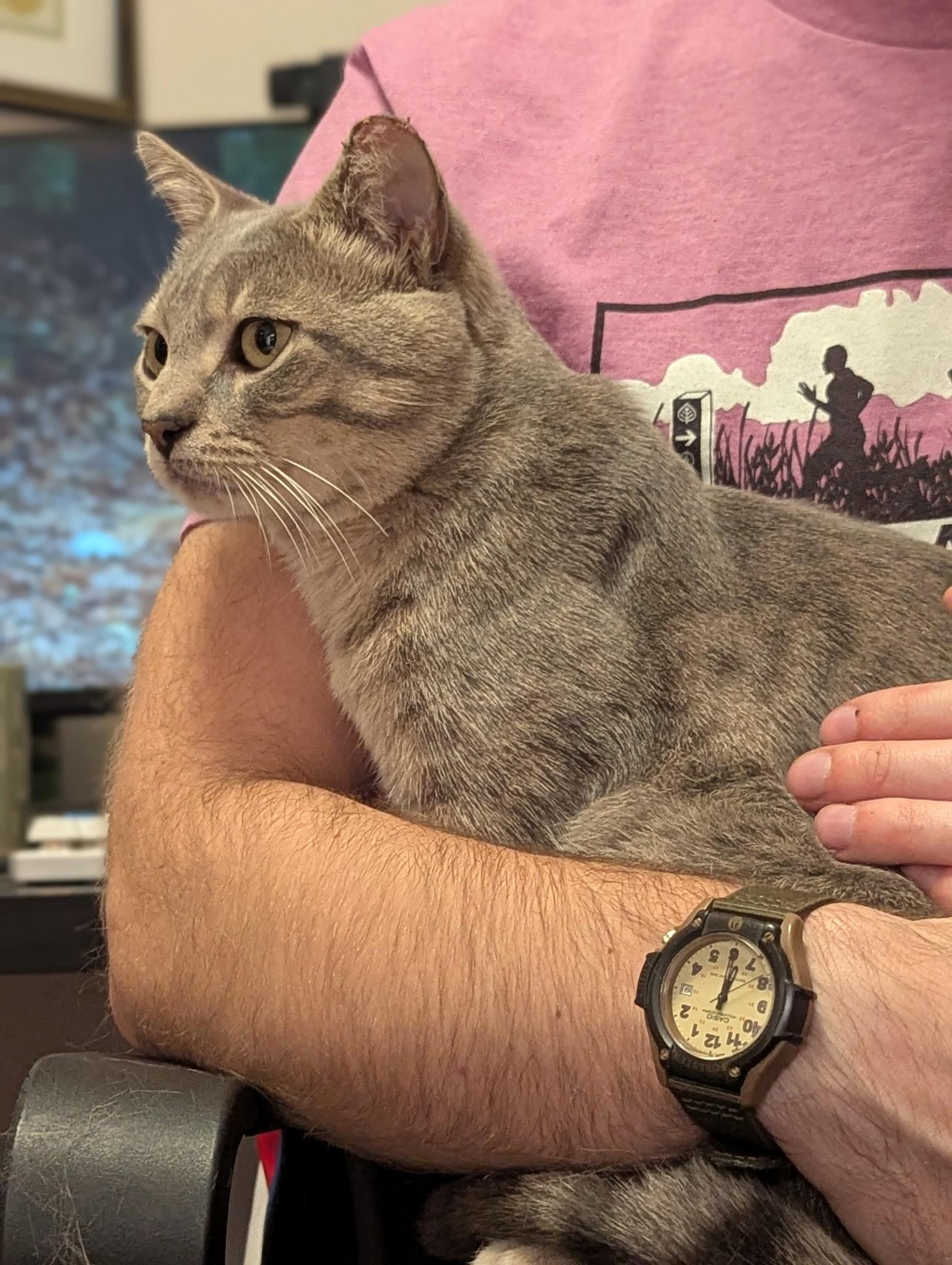 Enlarge Wilson, a ADOPTABLE Tabby in Bear, DE image 5/5