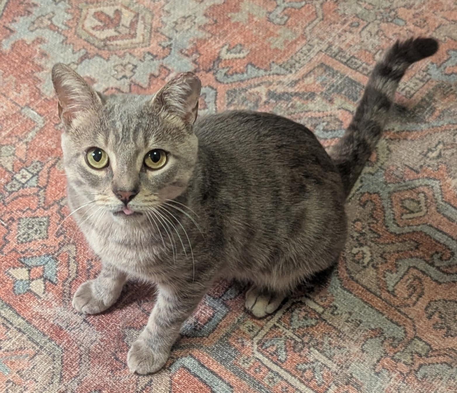 Enlarge Wilson, a ADOPTABLE Tabby in Bear, DE image 2/5