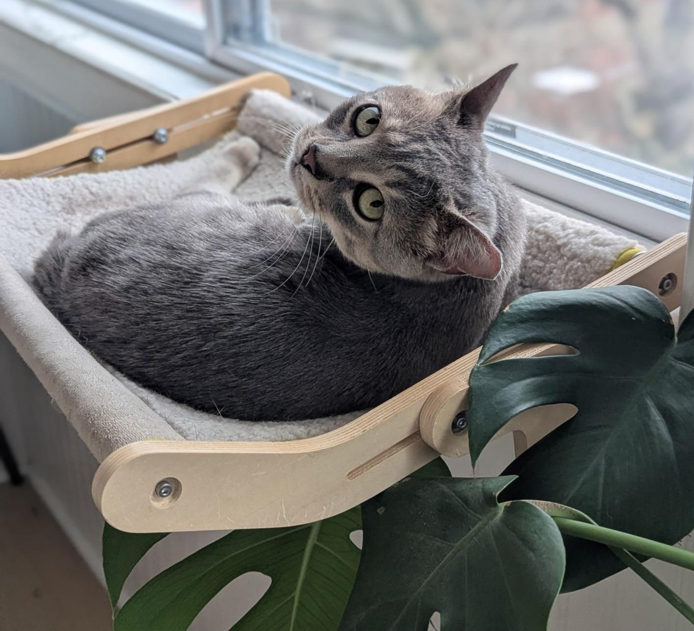 Enlarge Wilson, a ADOPTABLE Tabby in Bear, DE image 3/5