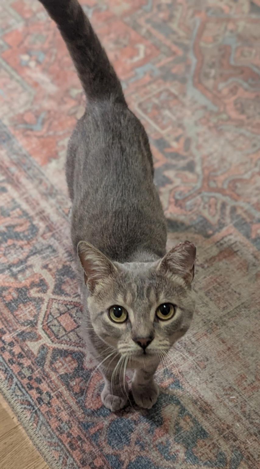 Enlarge Wilson, a ADOPTABLE Tabby in Bear, DE image 4/5