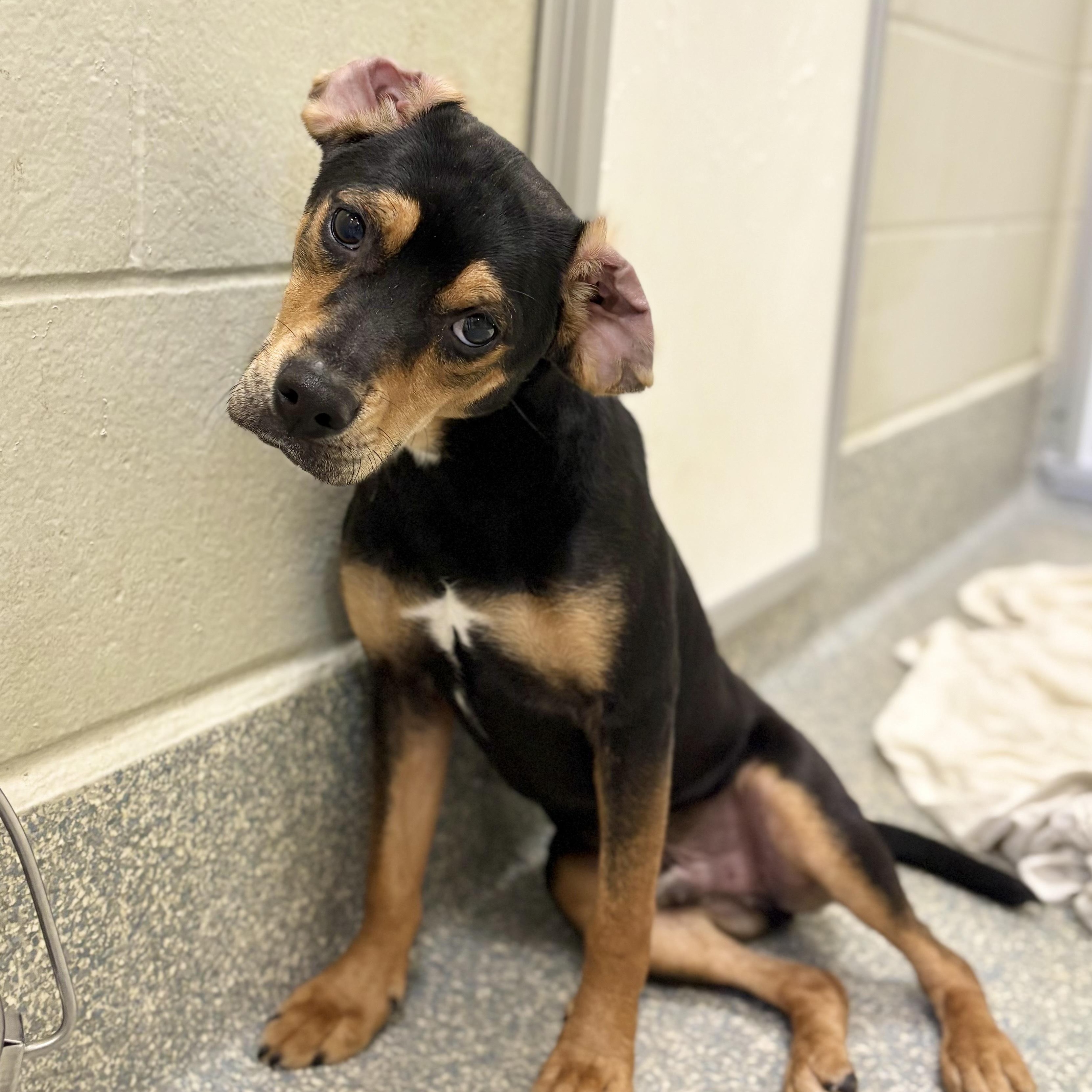 Meatball Tony, Young Male Mixed Breed