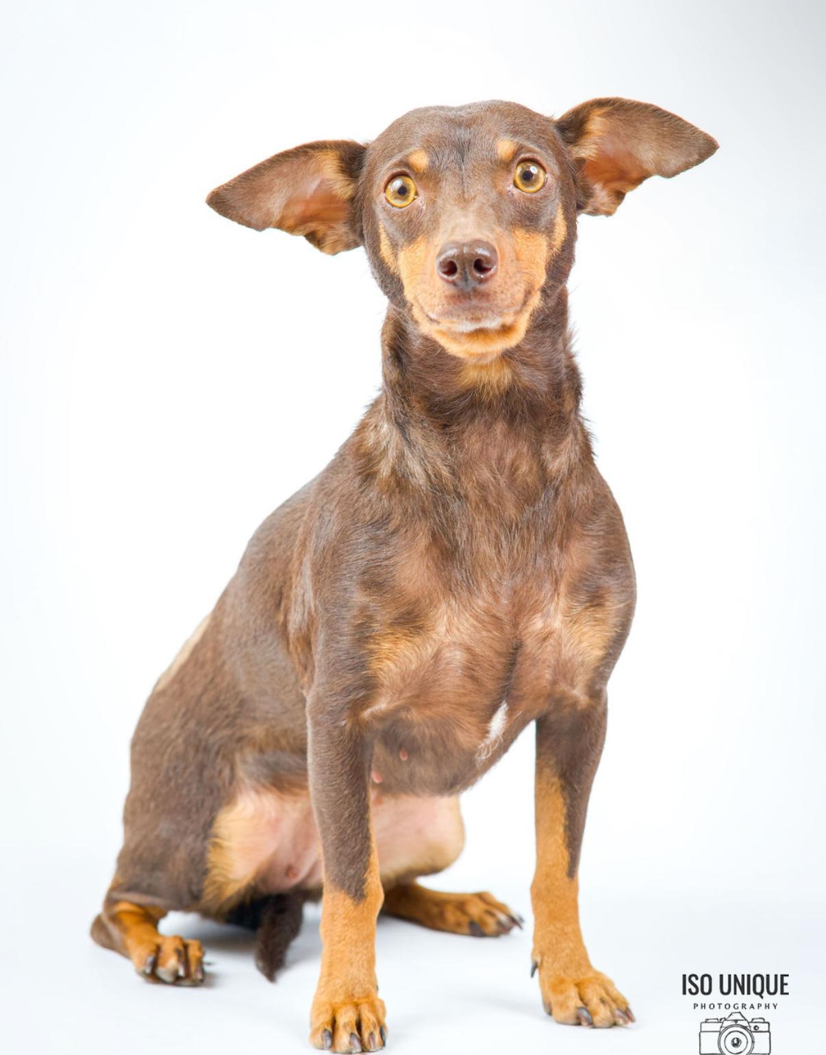 Ariel, Adult Female Dachshund