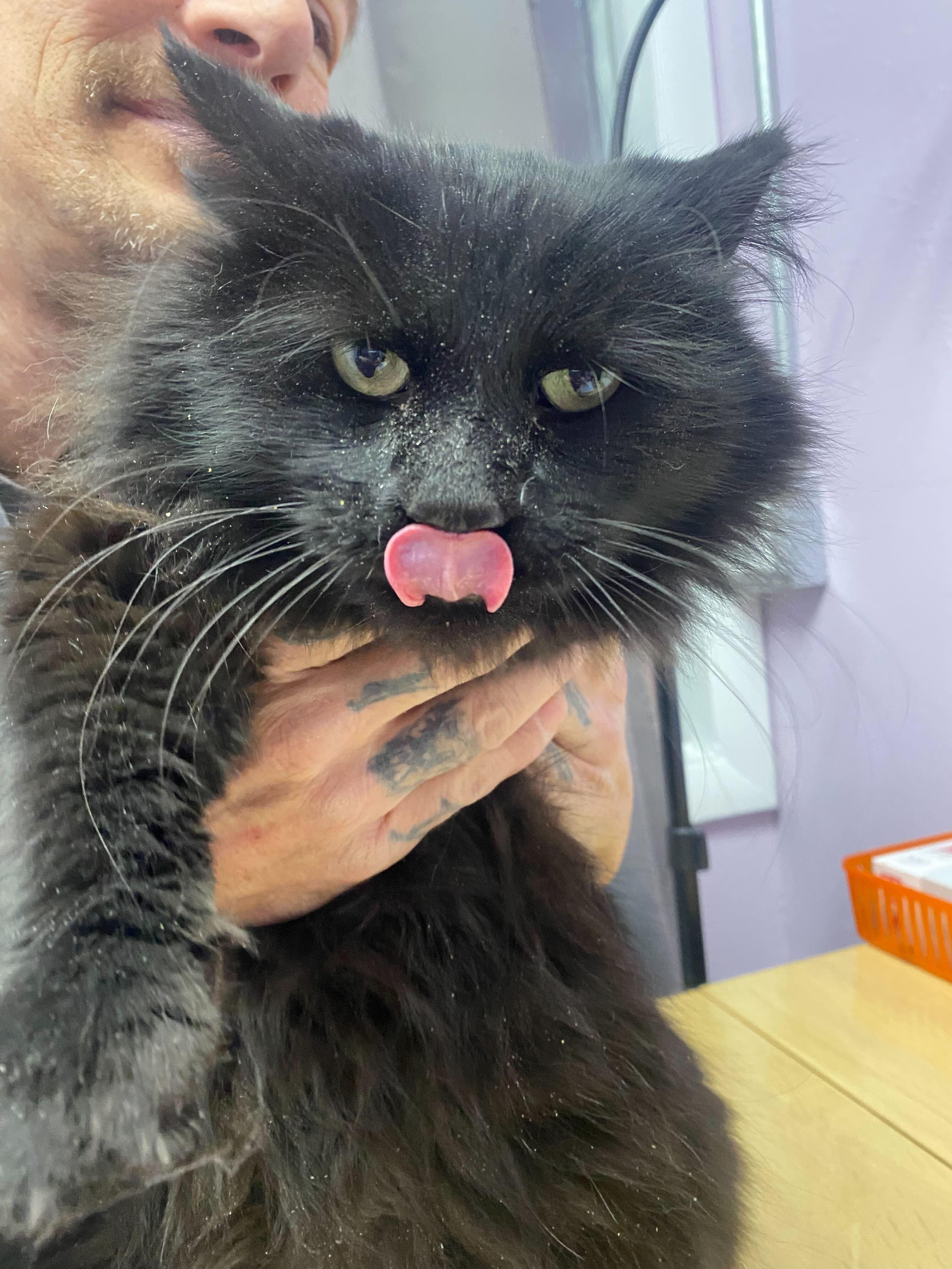 Enlarge Mr. Drac, a Adoptable mixed breed in Lakewood, CO image 1/1