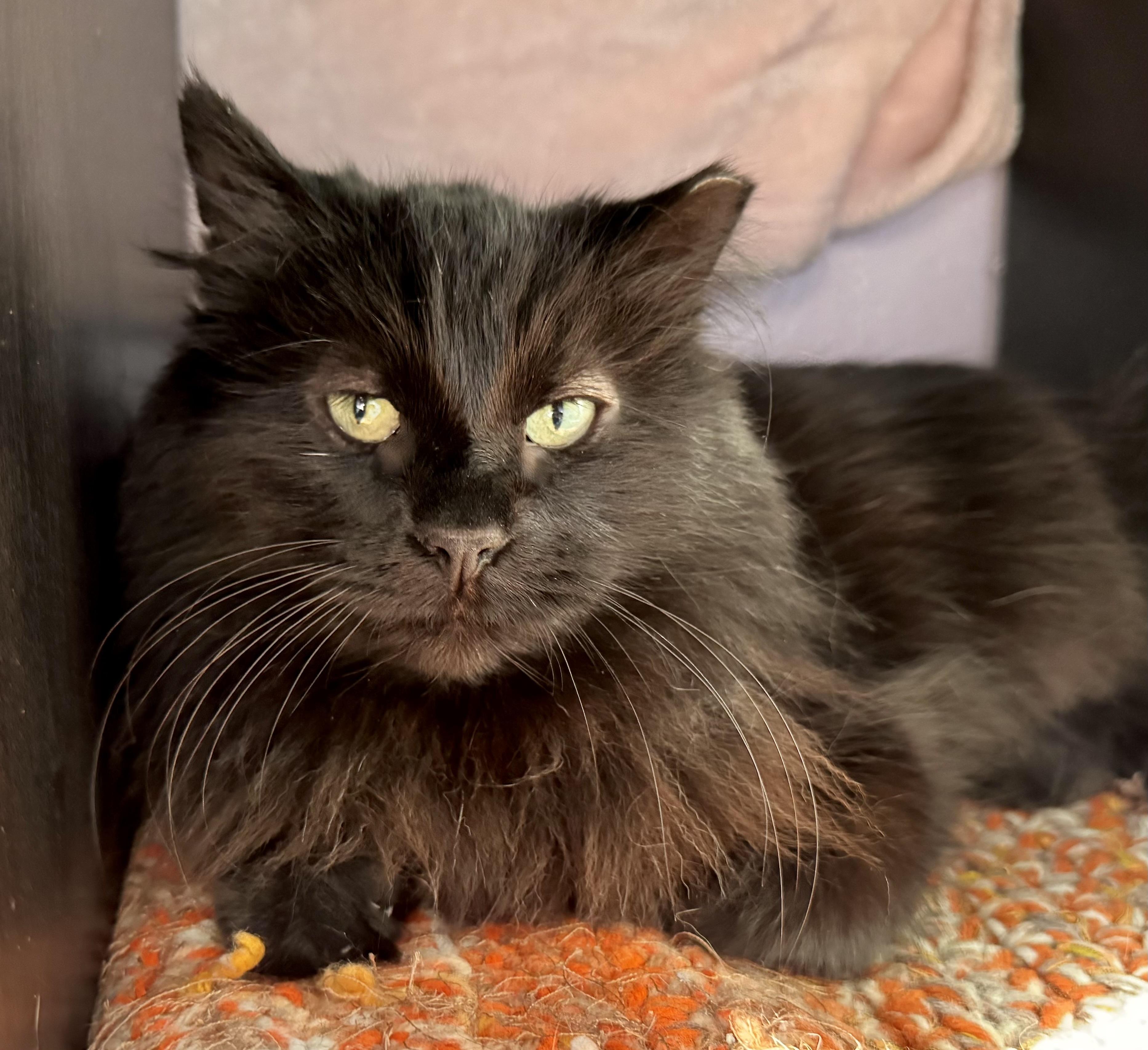 Mr. Drac, Adoptable, Adult Male Domestic Long Hair.
