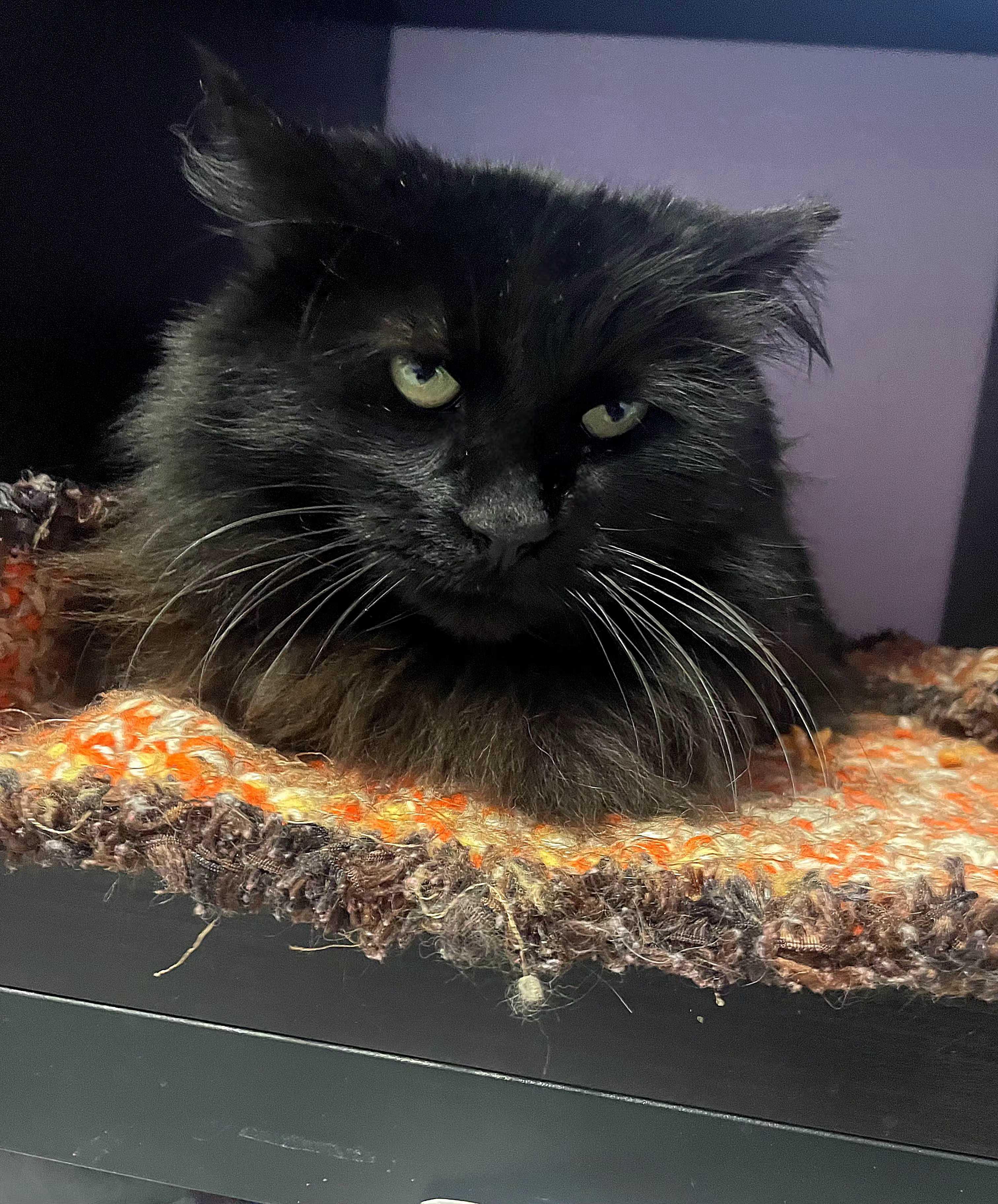 Enlarge Mr. Drac, a Adoptable mixed breed in Lakewood, CO image 2/3