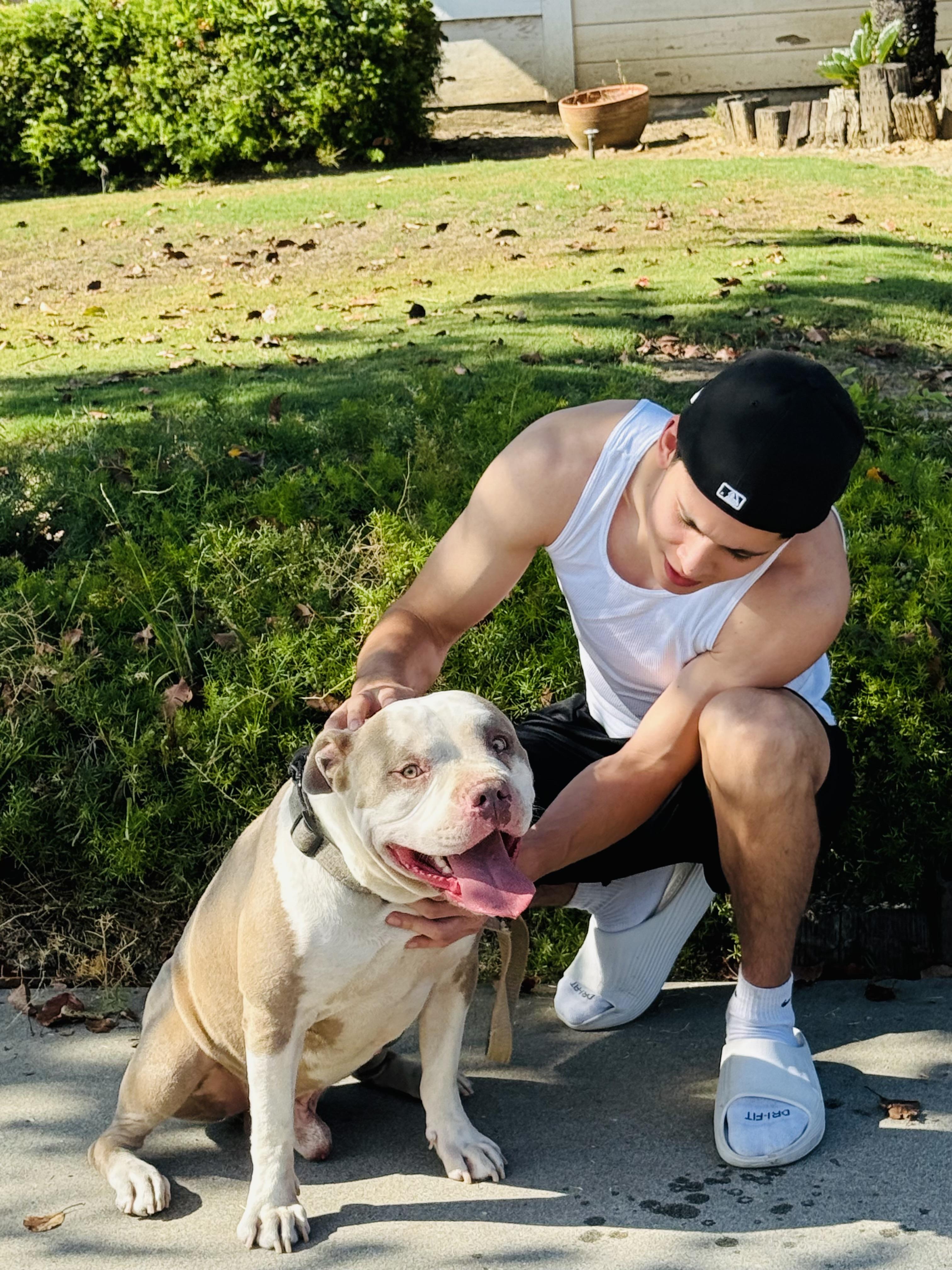 Toby, a Adoptable Pit Bull Terrier in Petaluma , CA image 1/6