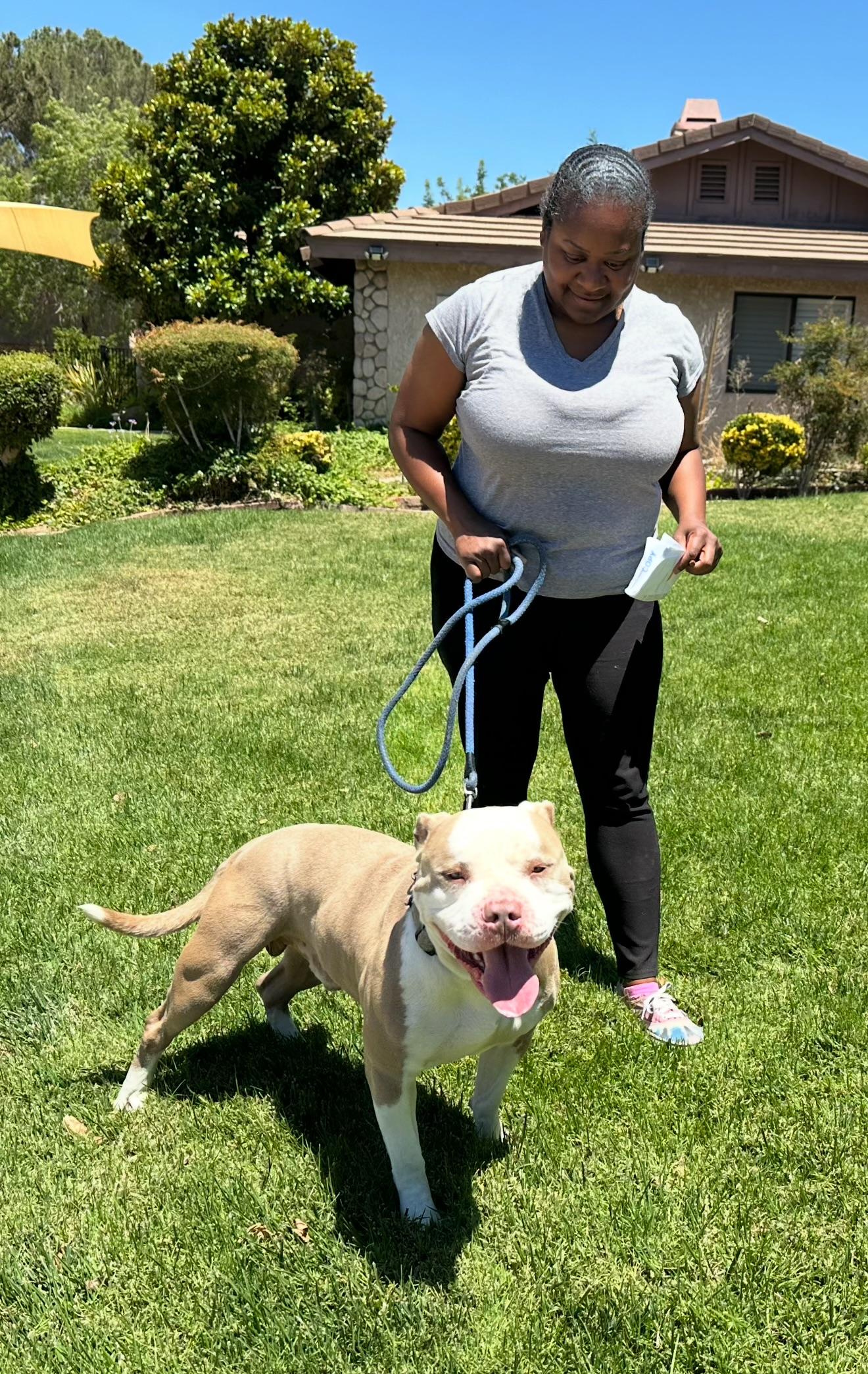 Toby, a Adoptable Pit Bull Terrier in Petaluma , CA image 5/6