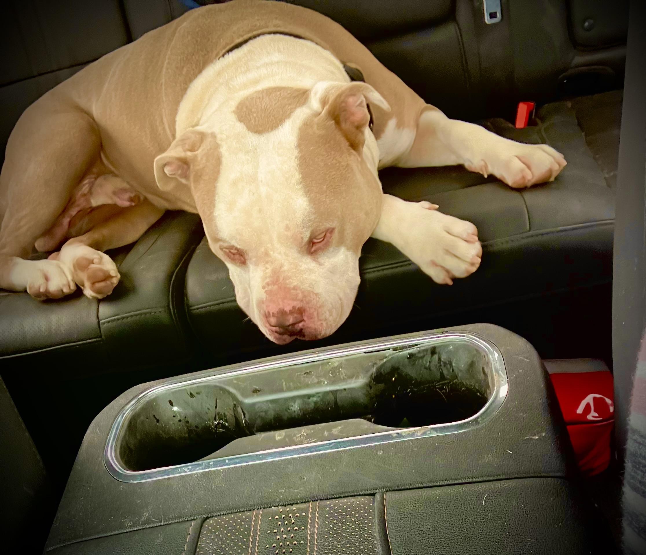 Toby, a Adoptable Pit Bull Terrier in Petaluma , CA image 3/6