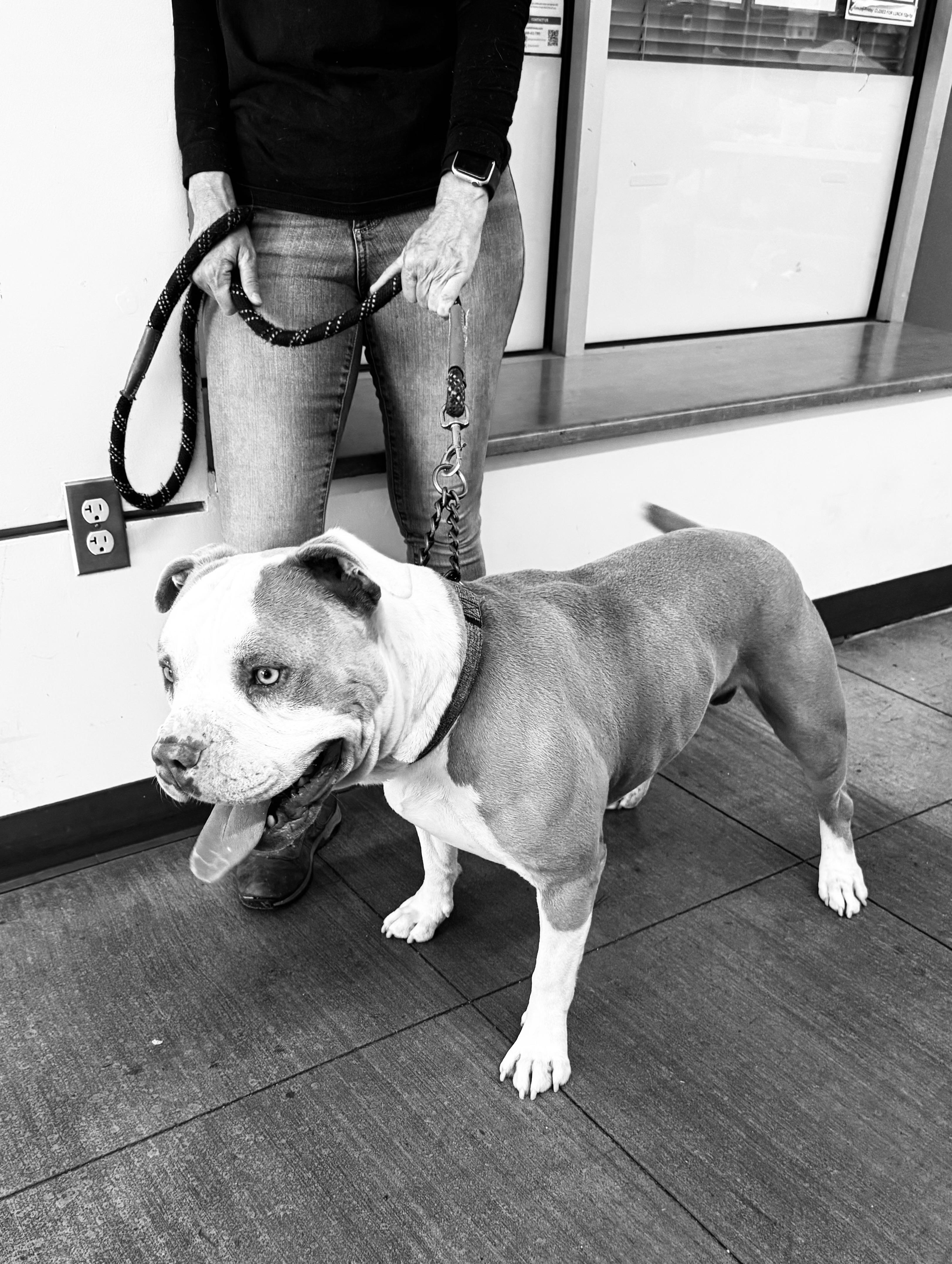 Toby, a Adoptable Pit Bull Terrier in Petaluma , CA image 6/6