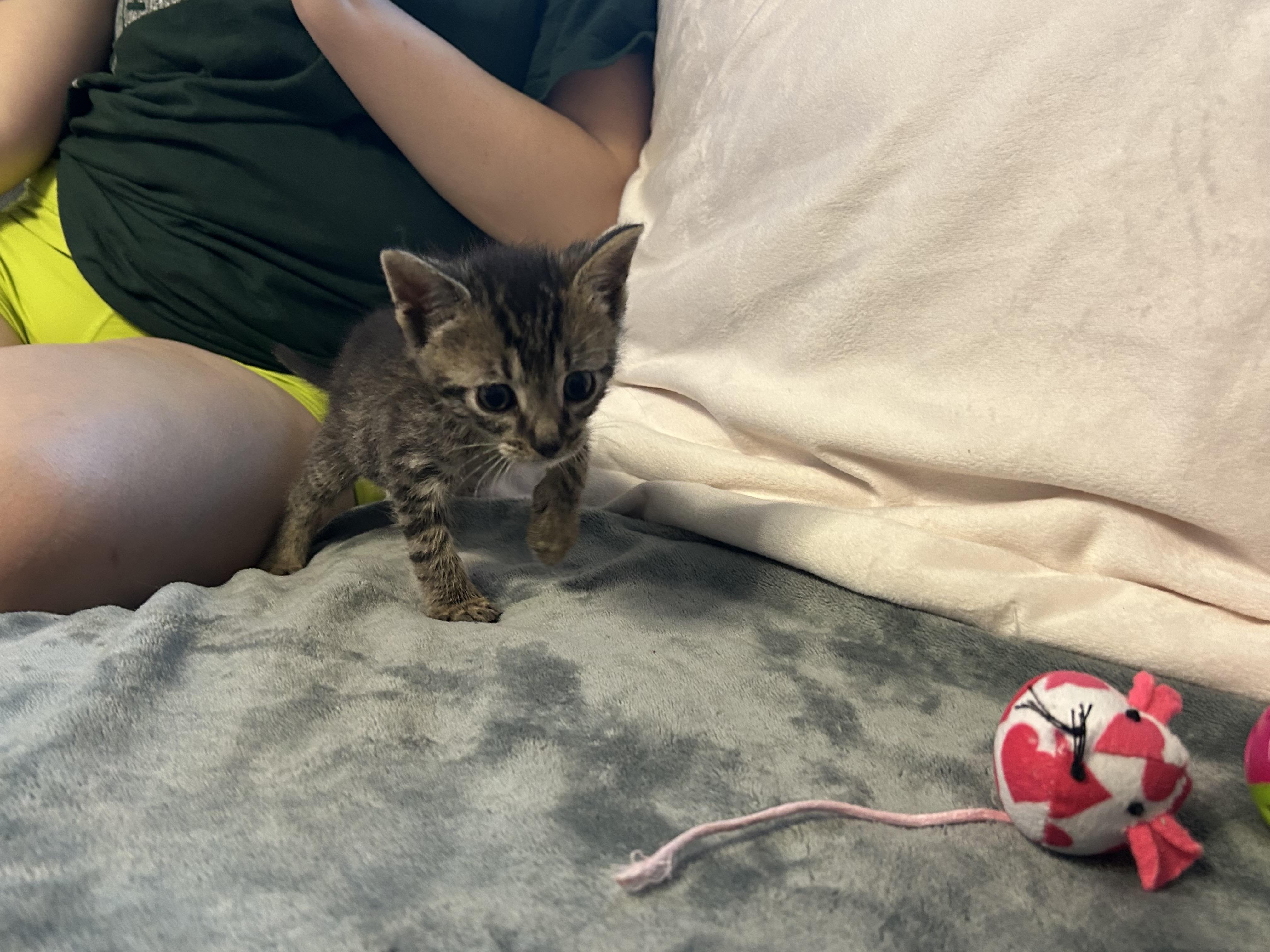 Apollo Domestic Short Hair Cat