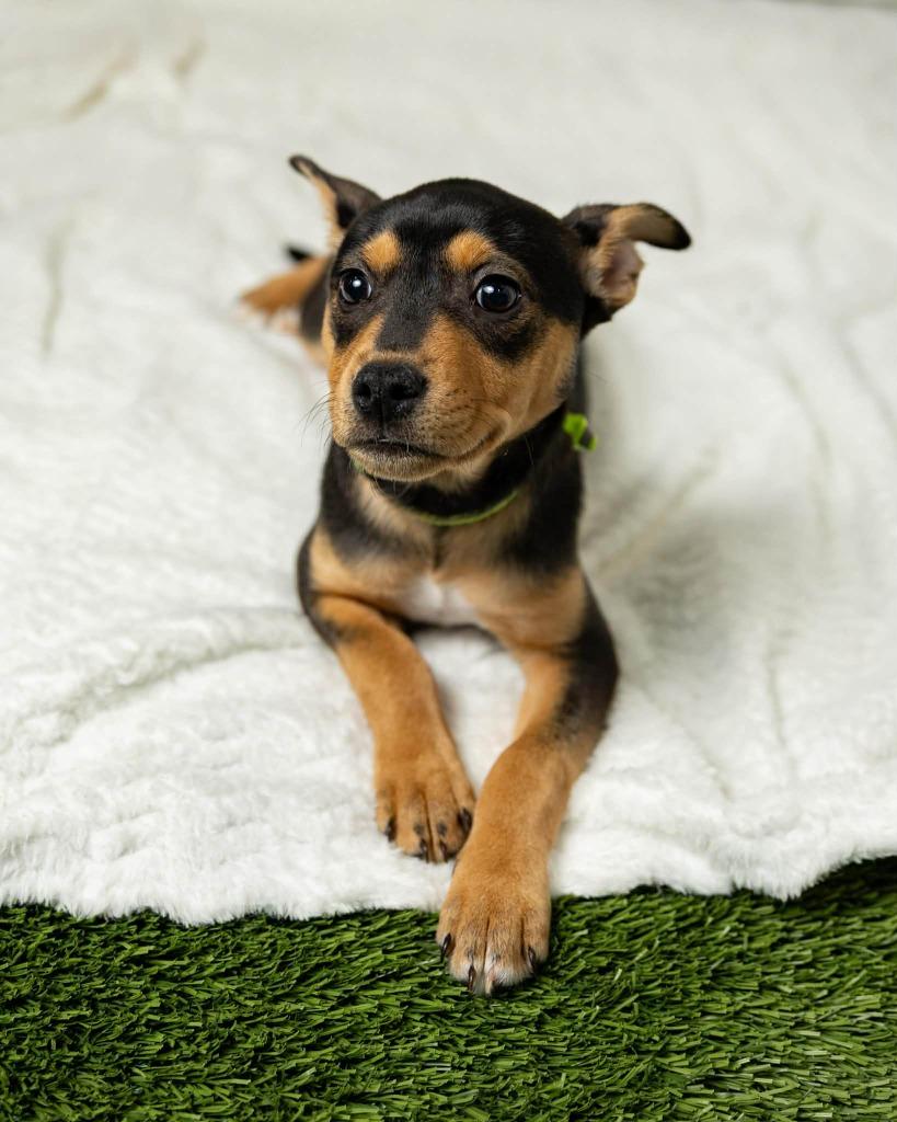 Rosetta $500, Adoptable, Puppy Female Plott Hound.