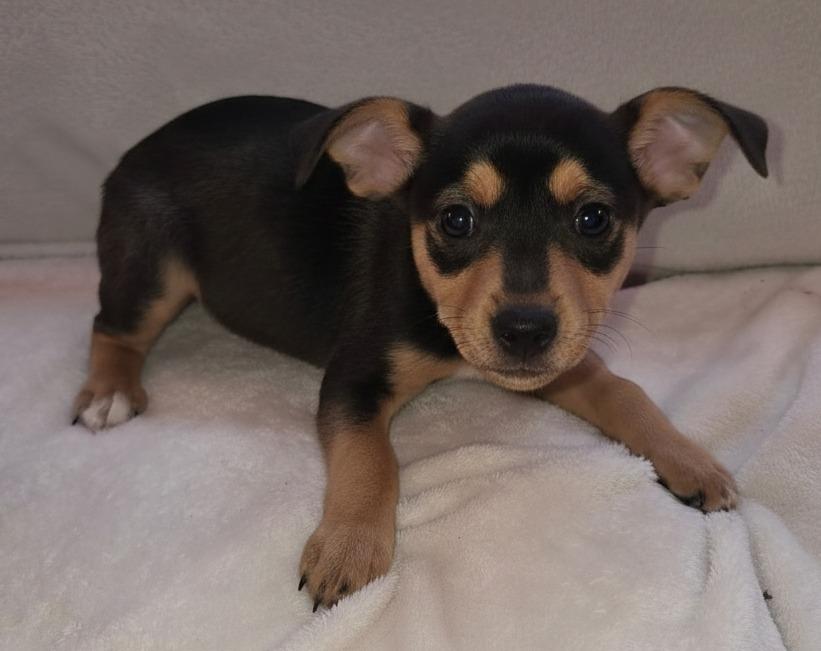 Enlarge Rosetta $500, a Adoptable mixed breed in Milwaukee, WI image 2/3