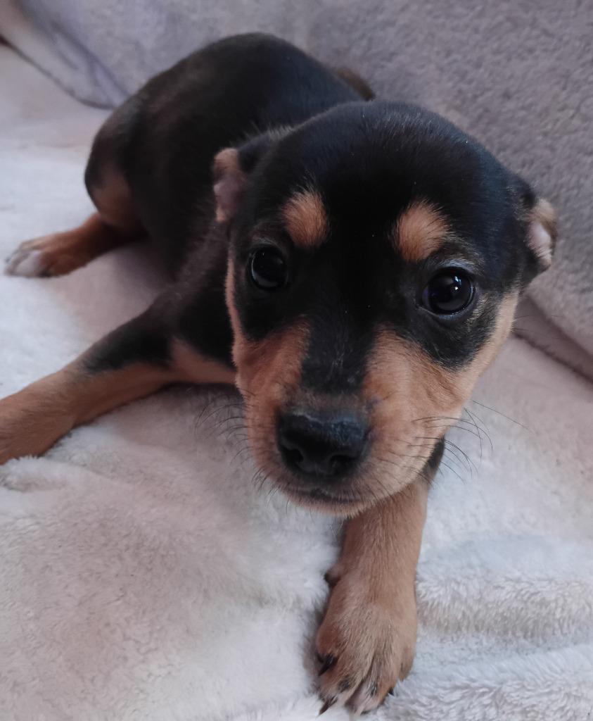 Enlarge Rosetta $500, a Adoptable mixed breed in Milwaukee, WI image 3/3