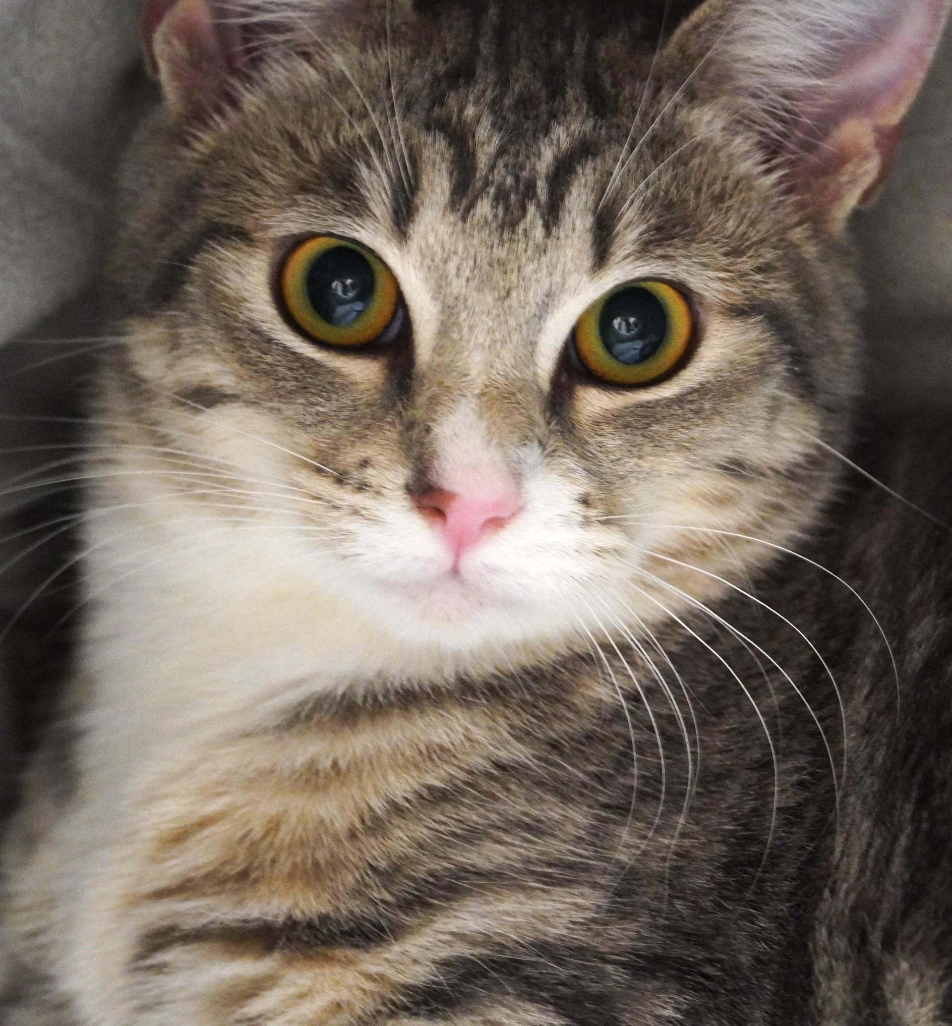 Enlarge Abby Cadabby, a Adoptable mixed breed in Grants Pass, OR image 1/2