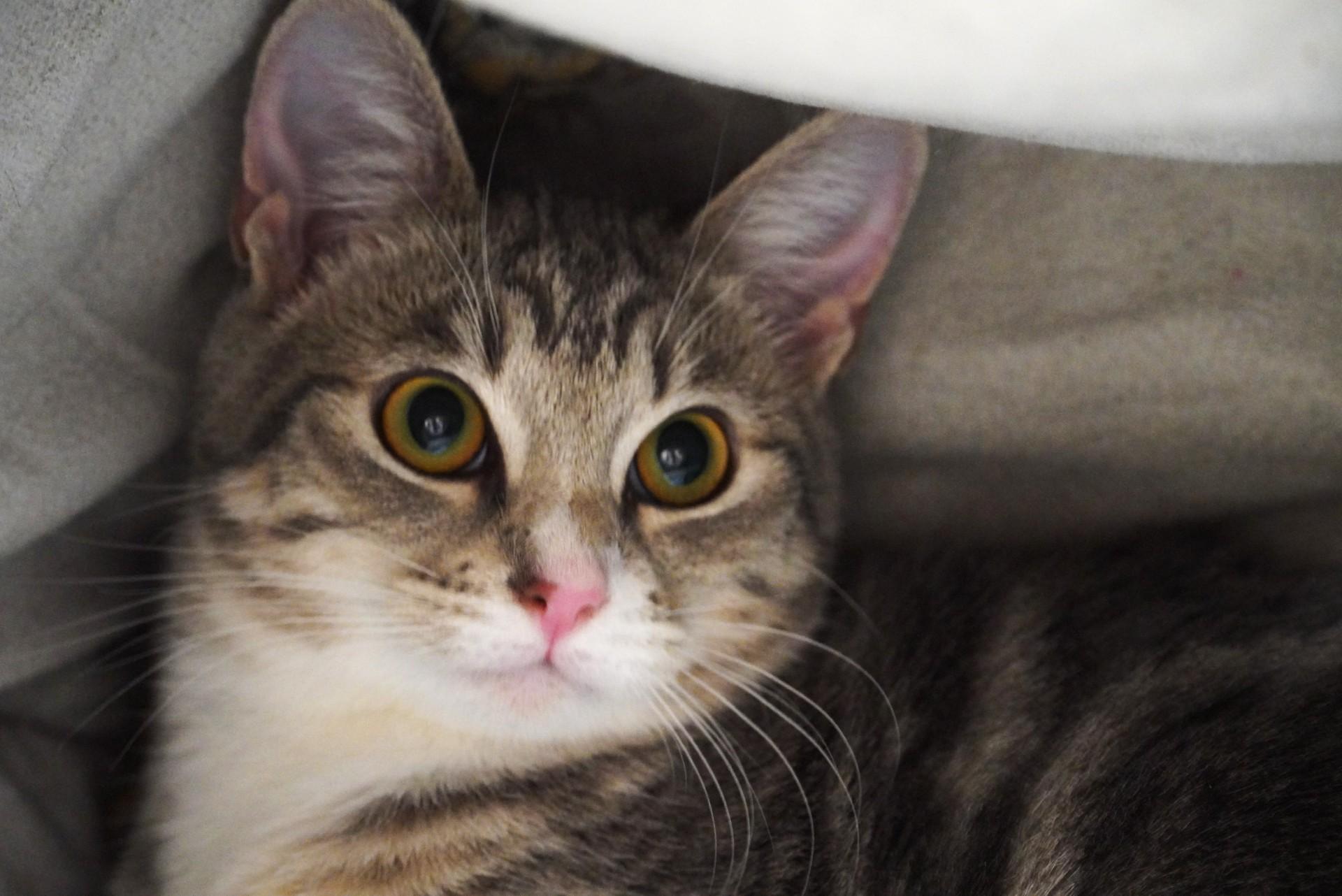 Enlarge Abby Cadabby, a Adoptable mixed breed in Grants Pass, OR image 2/2