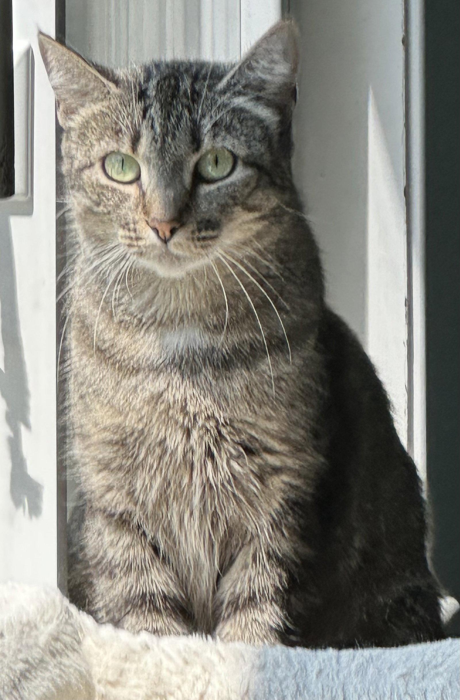 Enlarge MANDY, a Adoptable Domestic Short Hair in Northfield, OH image 1/3