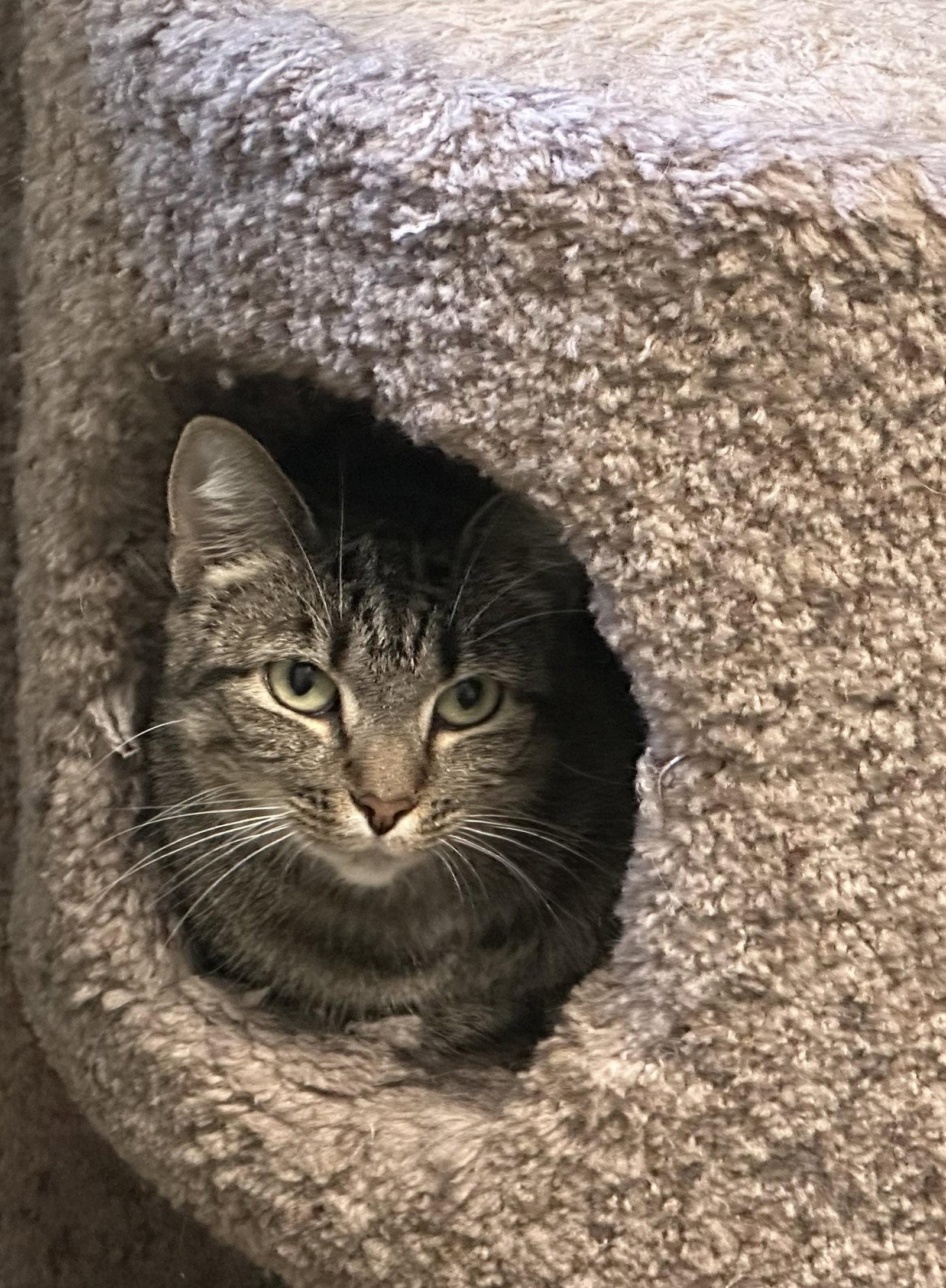 Enlarge MANDY, a Adoptable Domestic Short Hair in Northfield, OH image 2/3