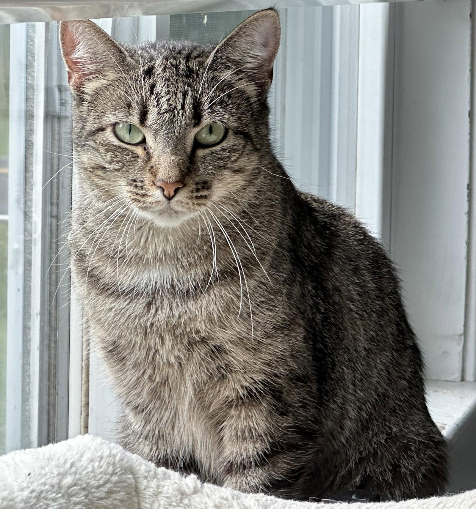 Enlarge MANDY, a Adoptable Domestic Short Hair in Northfield, OH image 3/3